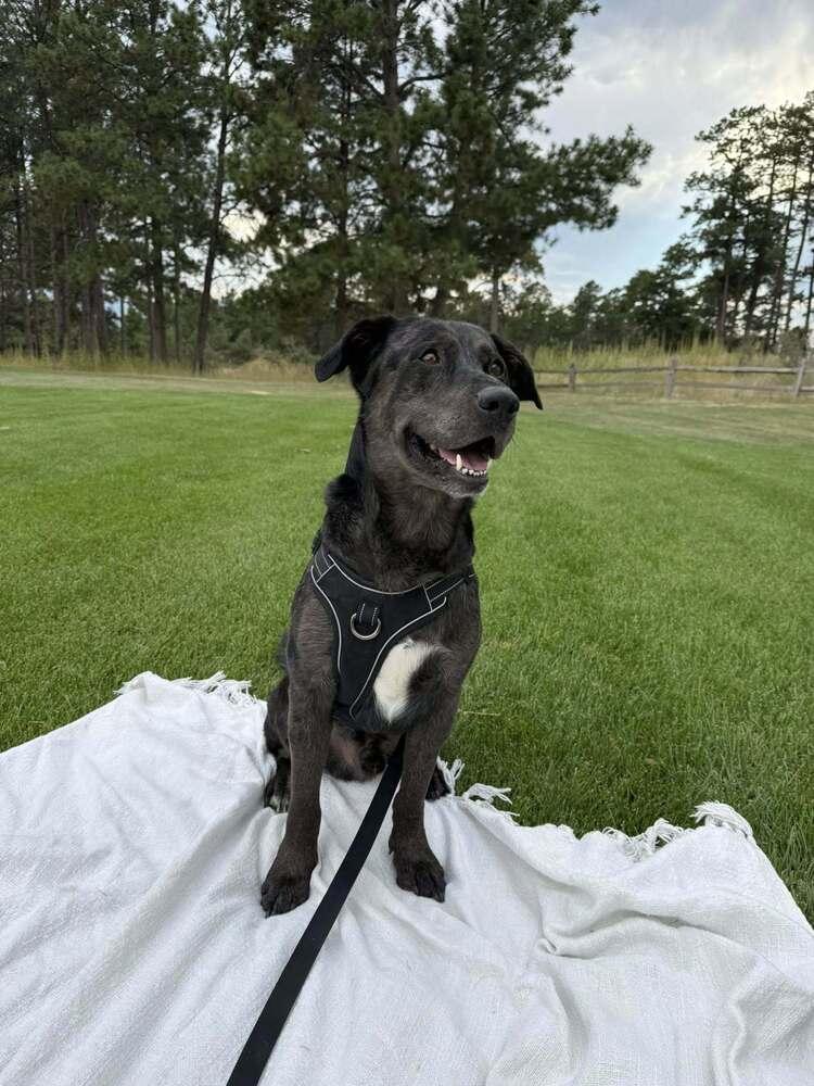 Smokey, a Adoptable mixed breed in Colorado Springs, CO image 6/6
