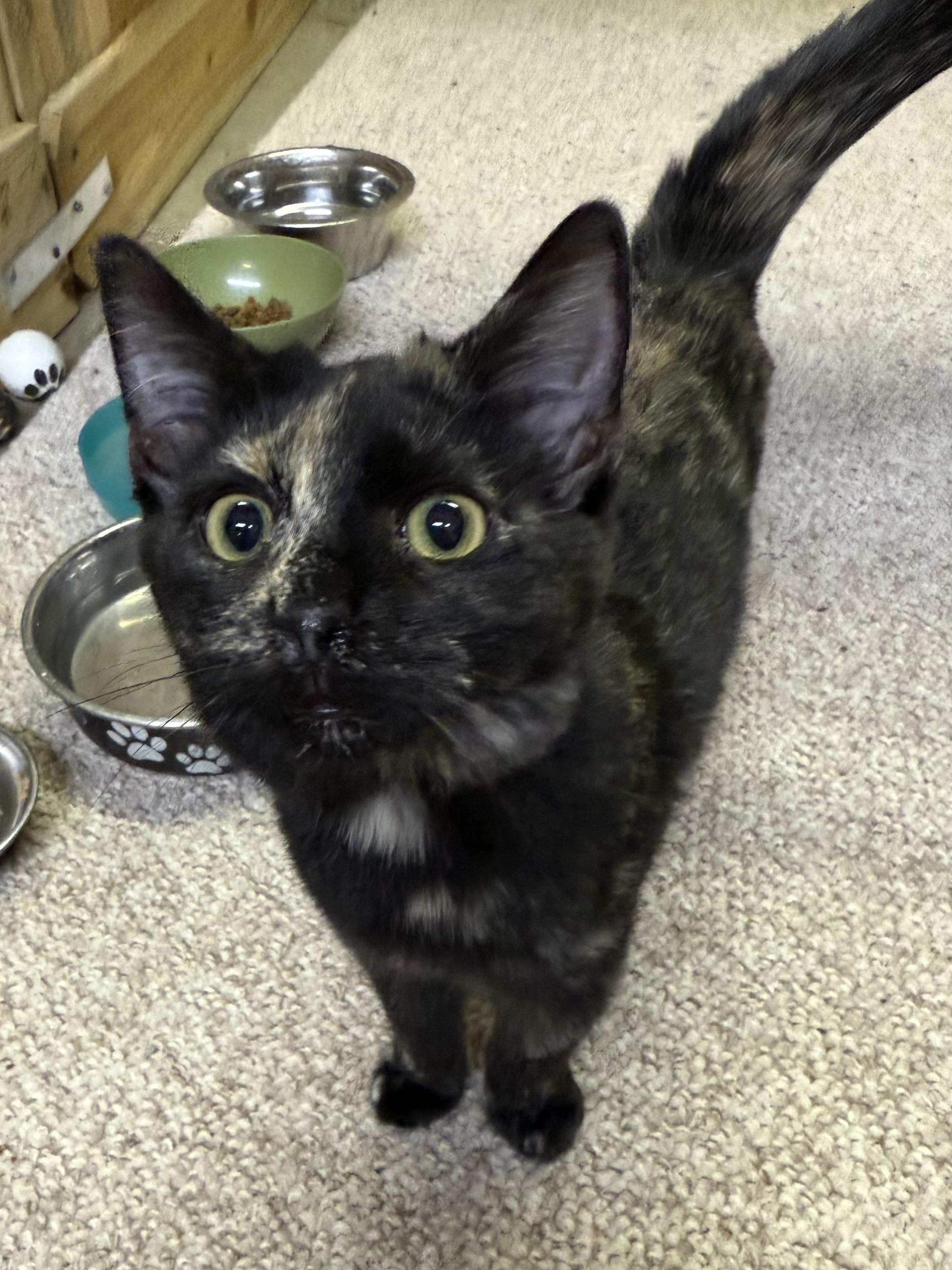 Enlarge Elfin, a Adoptable Domestic Short Hair in Abingdon, VA image 1/1
