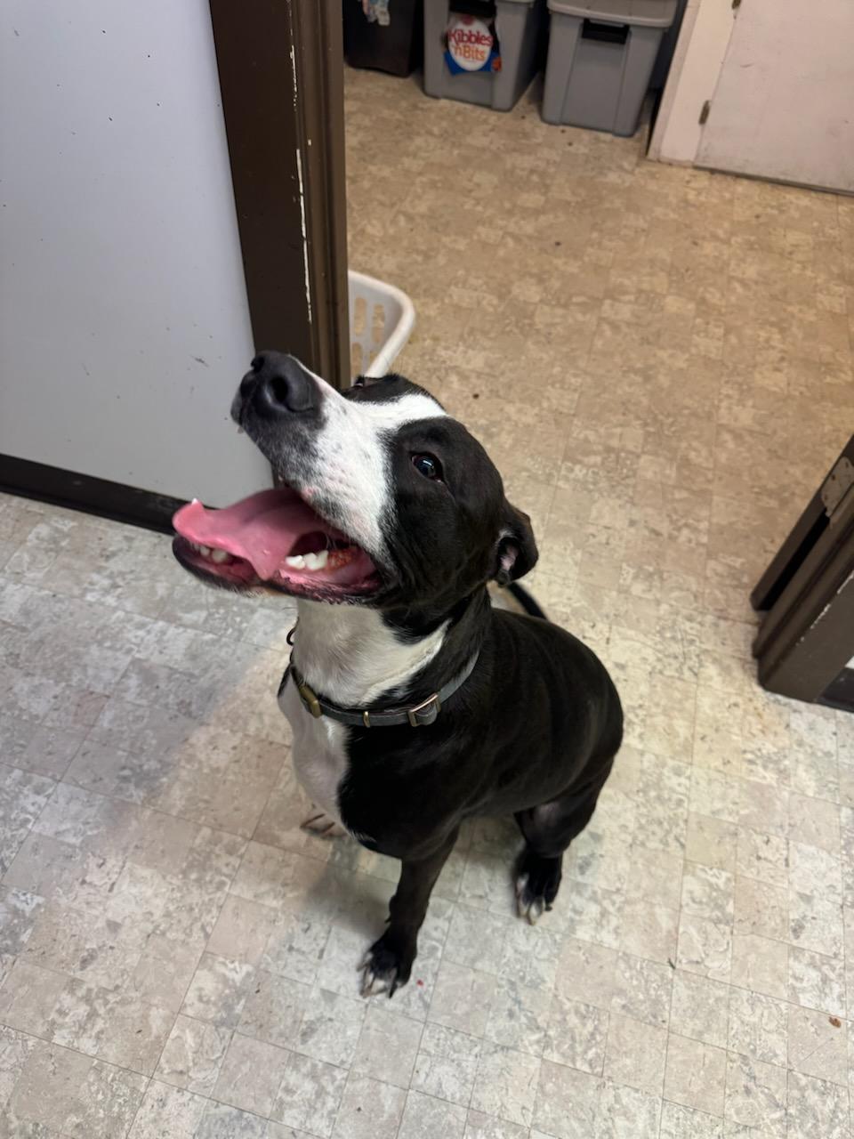 Sam, an adoptable Great Dane, Black Labrador Retriever in Watseka, IL, 60970 | Photo Image 2