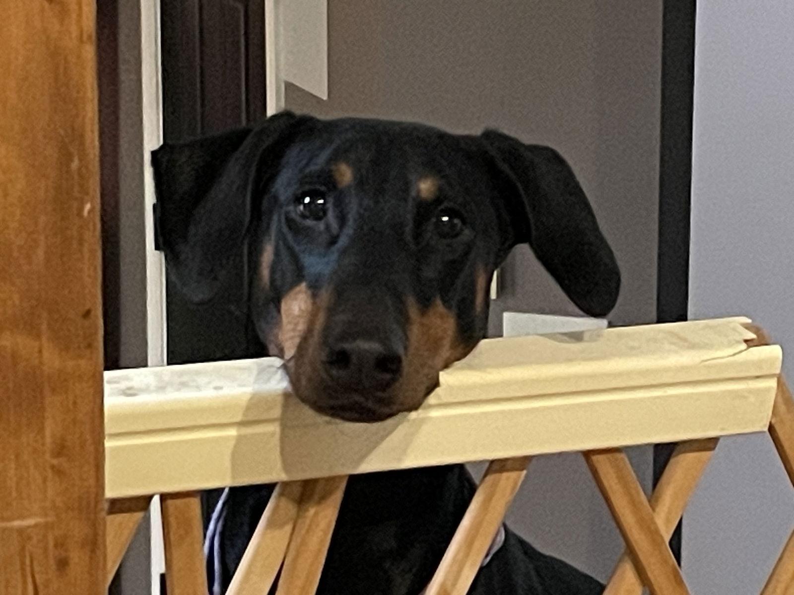 Erika, Adoptable, Adult Female Doberman Pinscher.