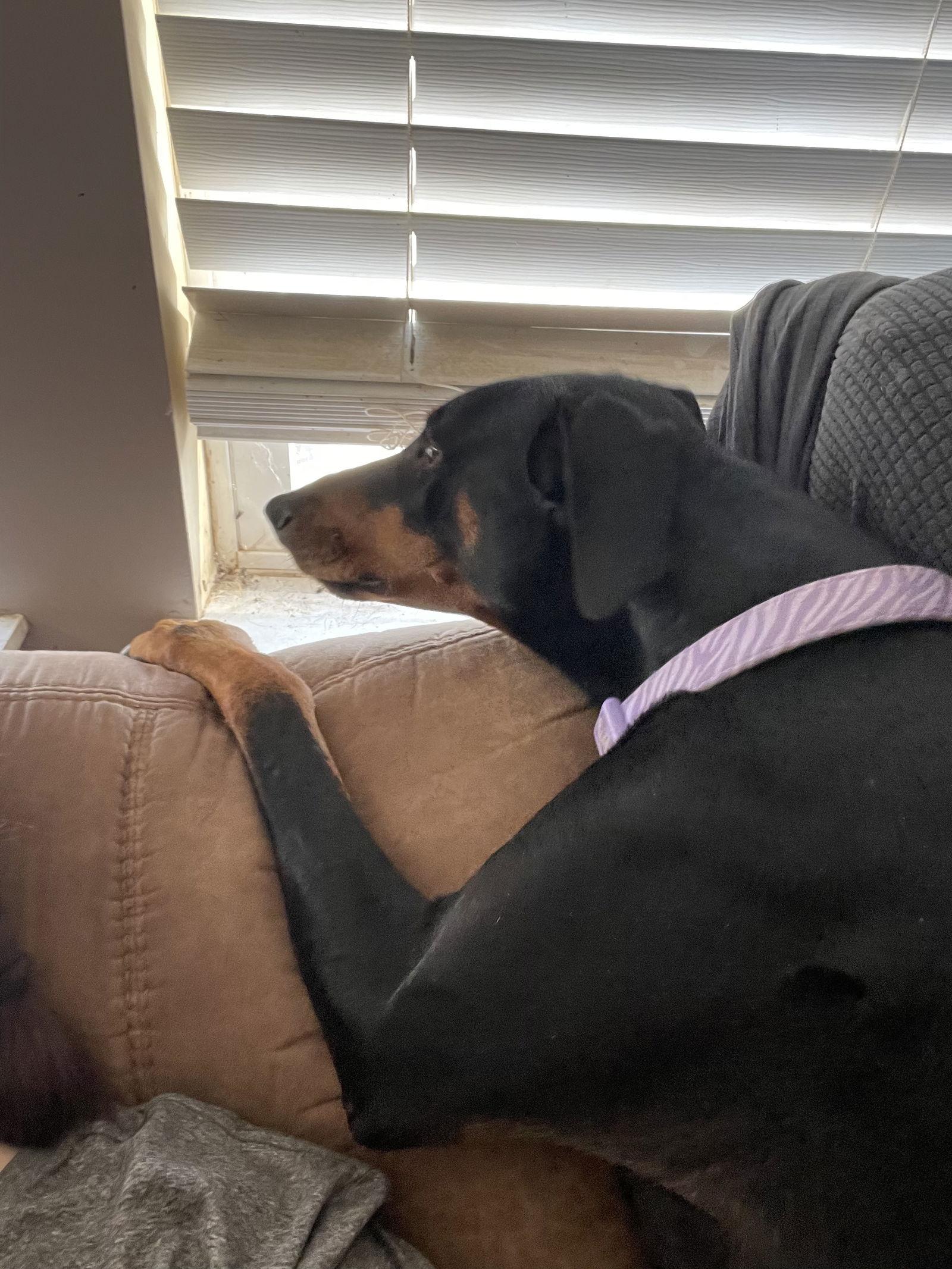 Enlarge Erika, a Adoptable Doberman Pinscher in Minneapolis, MN image 1/3