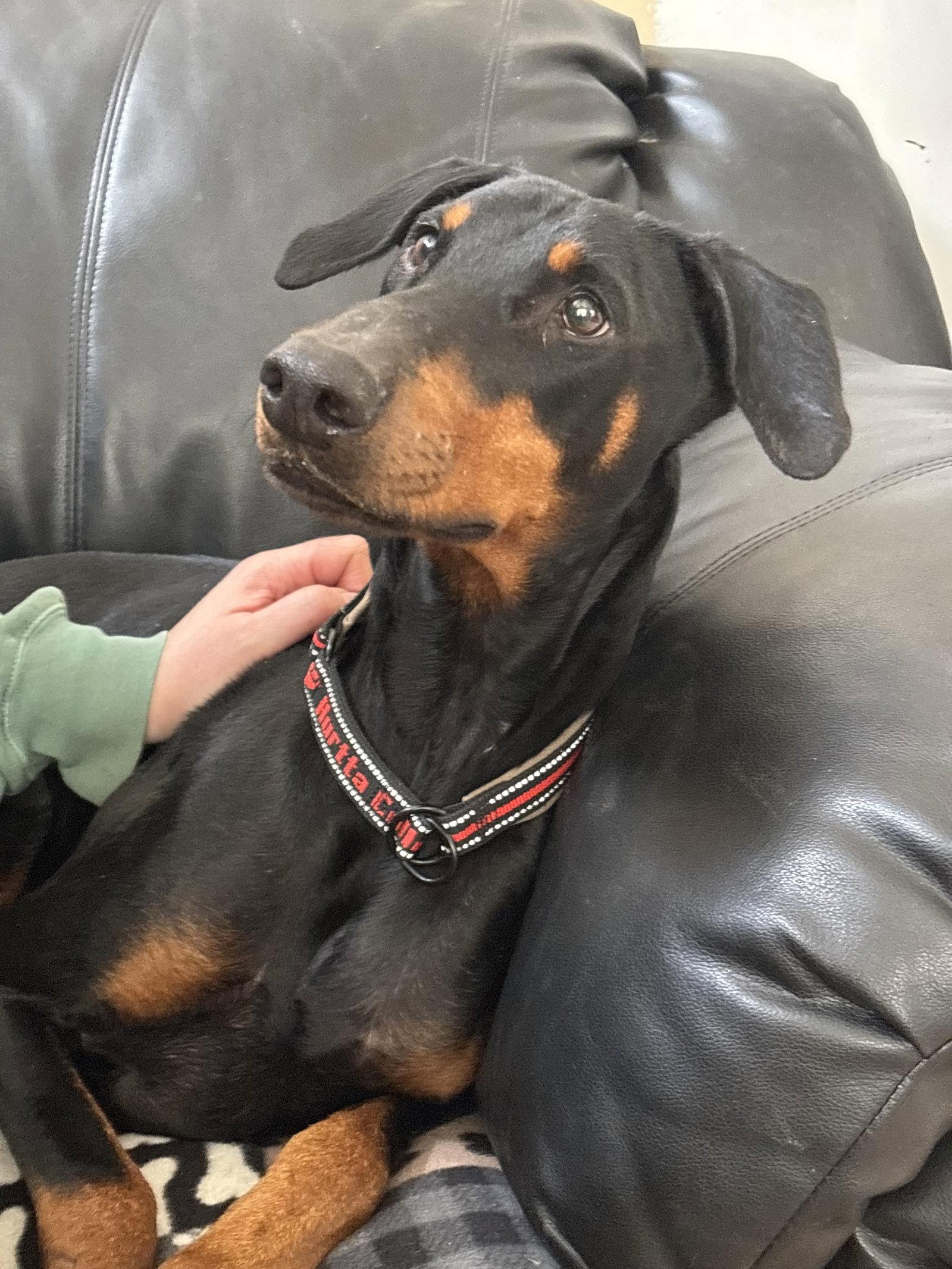 Enlarge Erika, a Adoptable Doberman Pinscher in Minneapolis, MN image 1/3