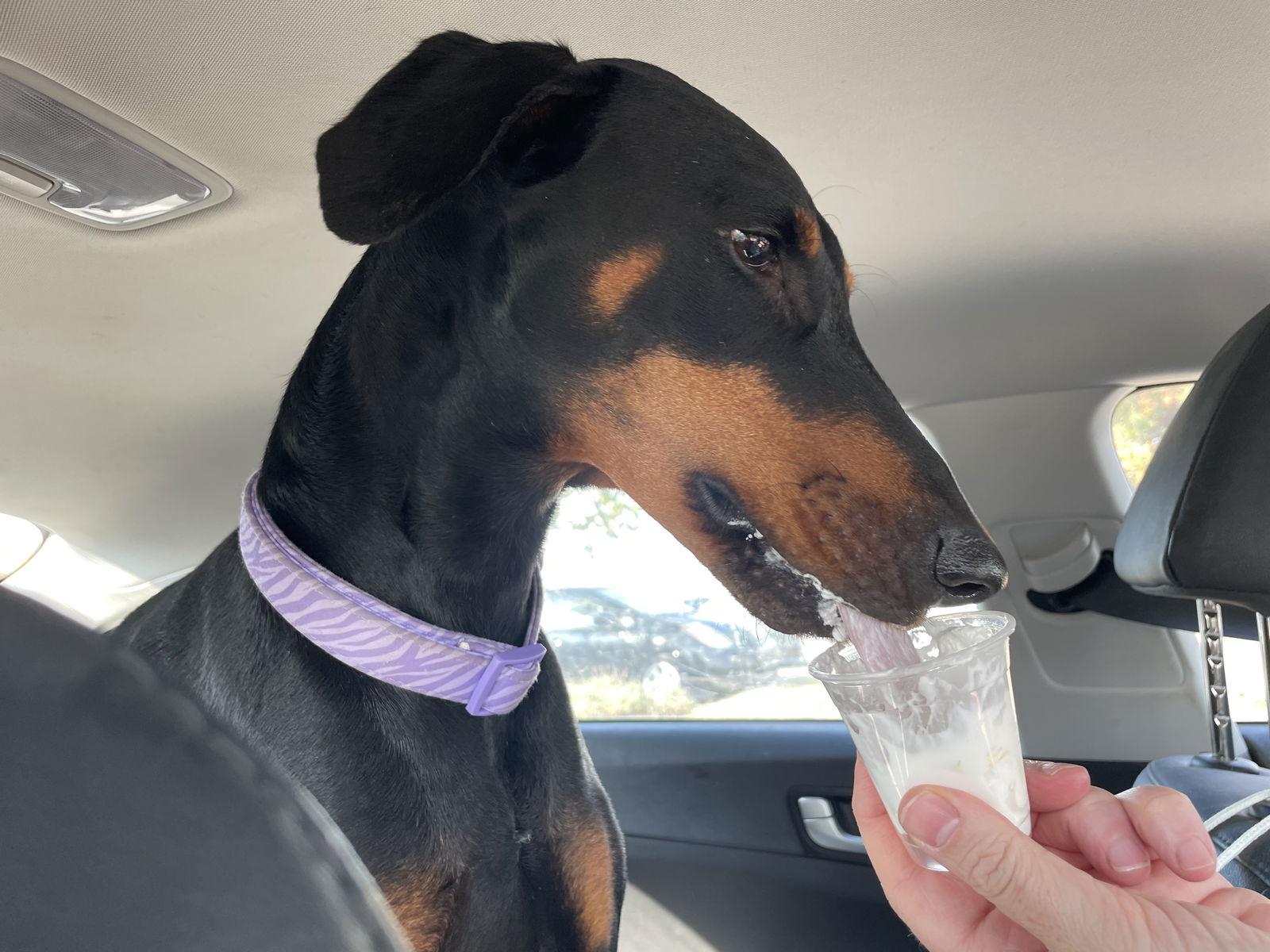Enlarge Erika, a Adoptable Doberman Pinscher in Minneapolis, MN image 2/3