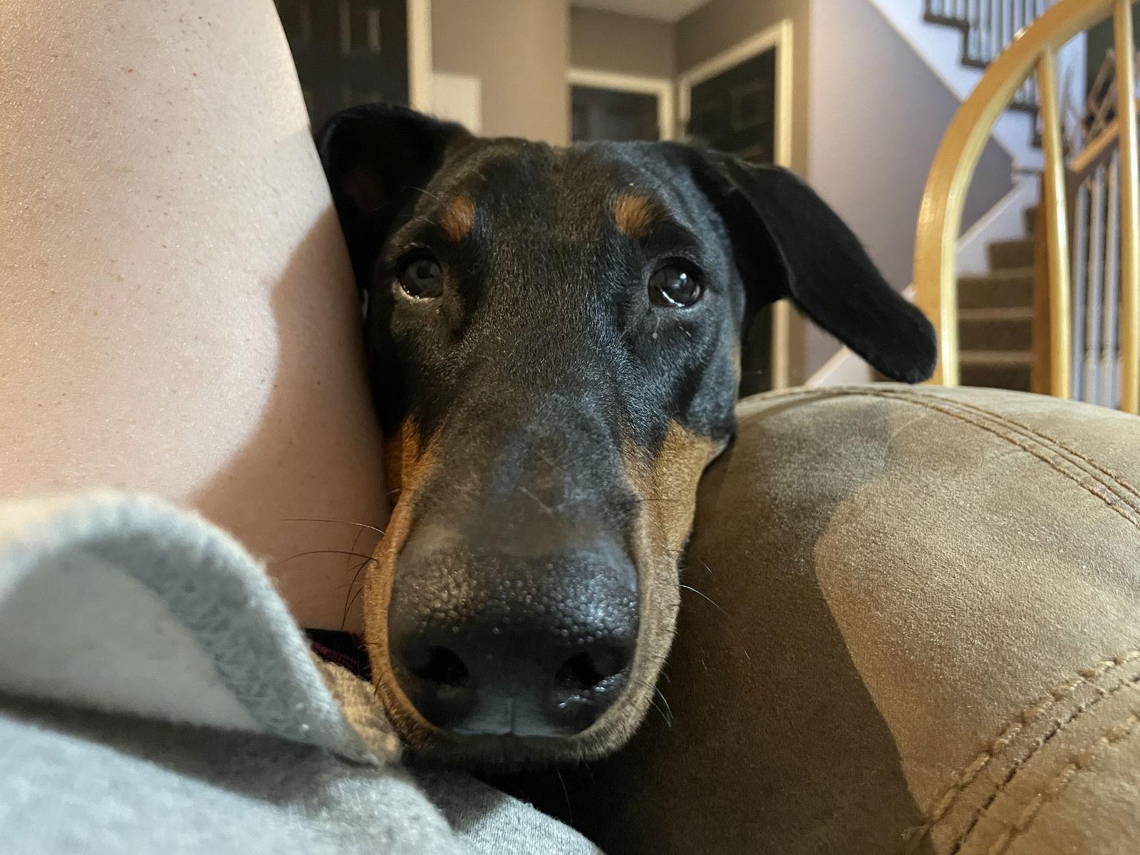 Enlarge Erika, a Adoptable Doberman Pinscher in Minneapolis, MN image 3/3