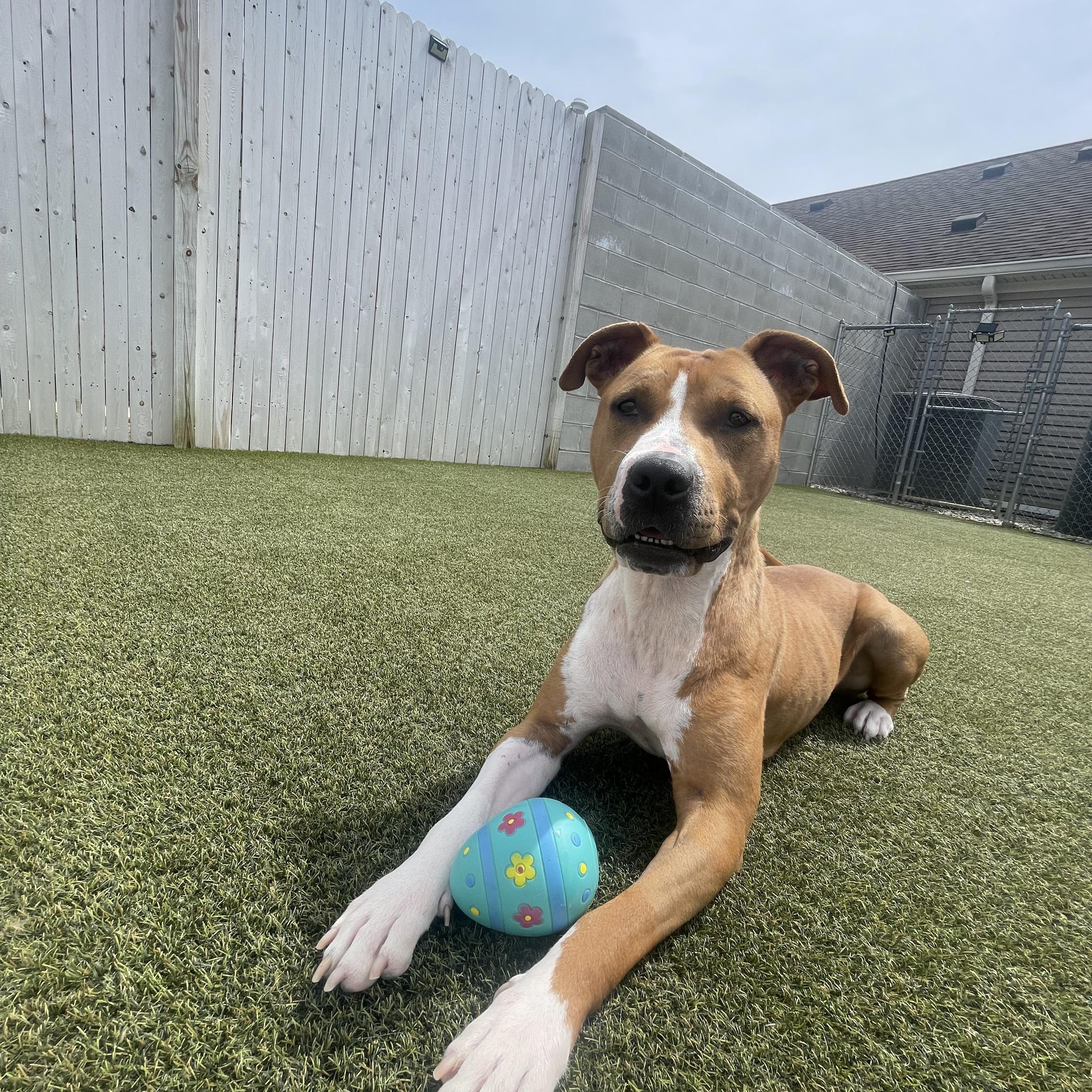 CC, a Adopted Pit Bull Terrier in Mullica Hill, NJ image 5/6