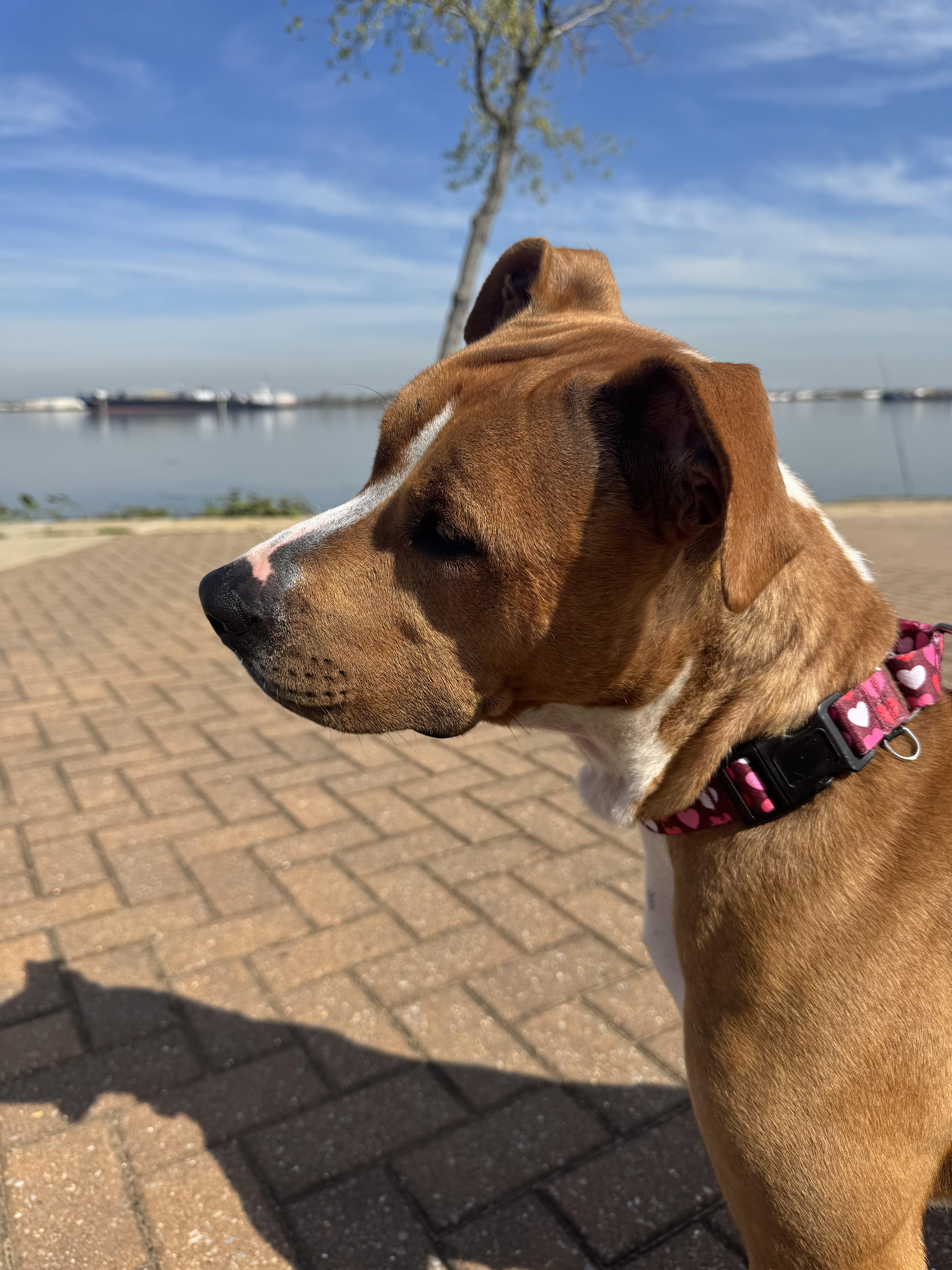 CC, a Adopted Pit Bull Terrier in Mullica Hill, NJ image 4/6