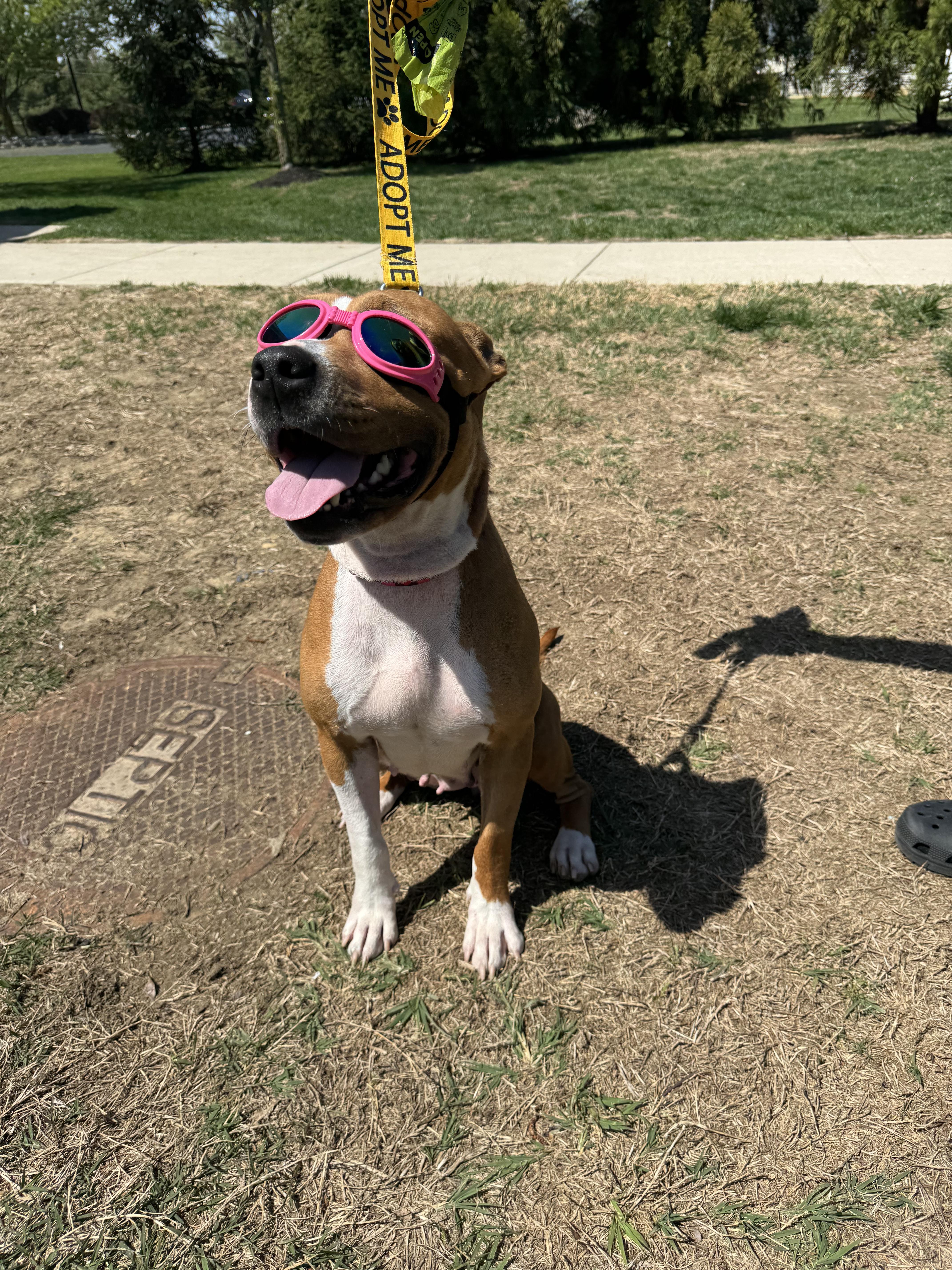 CC, a Adopted Pit Bull Terrier in Mullica Hill, NJ image 2/6