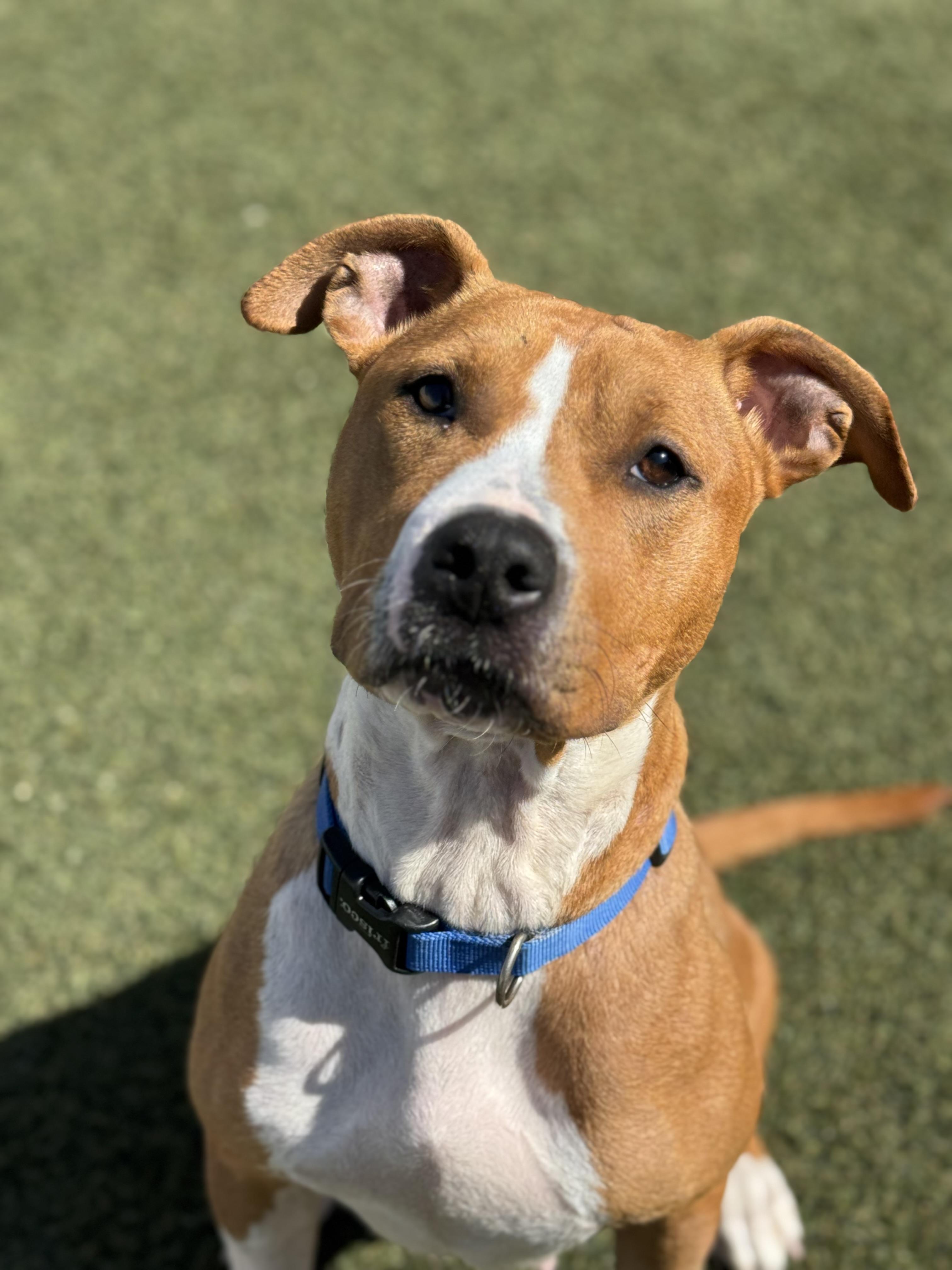 CC, Adopted, Adult Female Pit Bull Terrier.