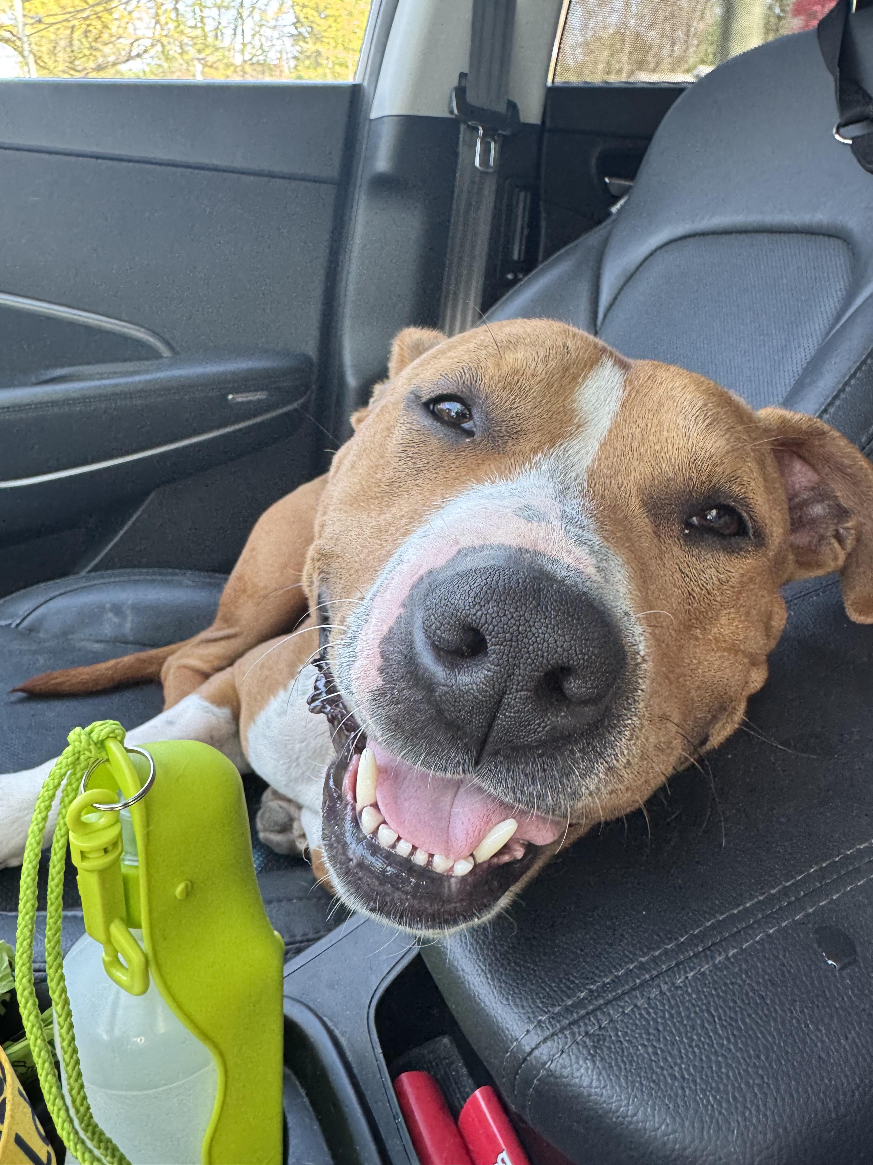 CC, a Adopted Pit Bull Terrier in Mullica Hill, NJ image 3/6