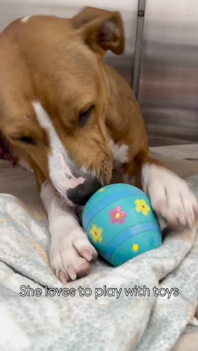 Enlarge CC, a Adopted Pit Bull Terrier in Mullica Hill, NJ video 6/6