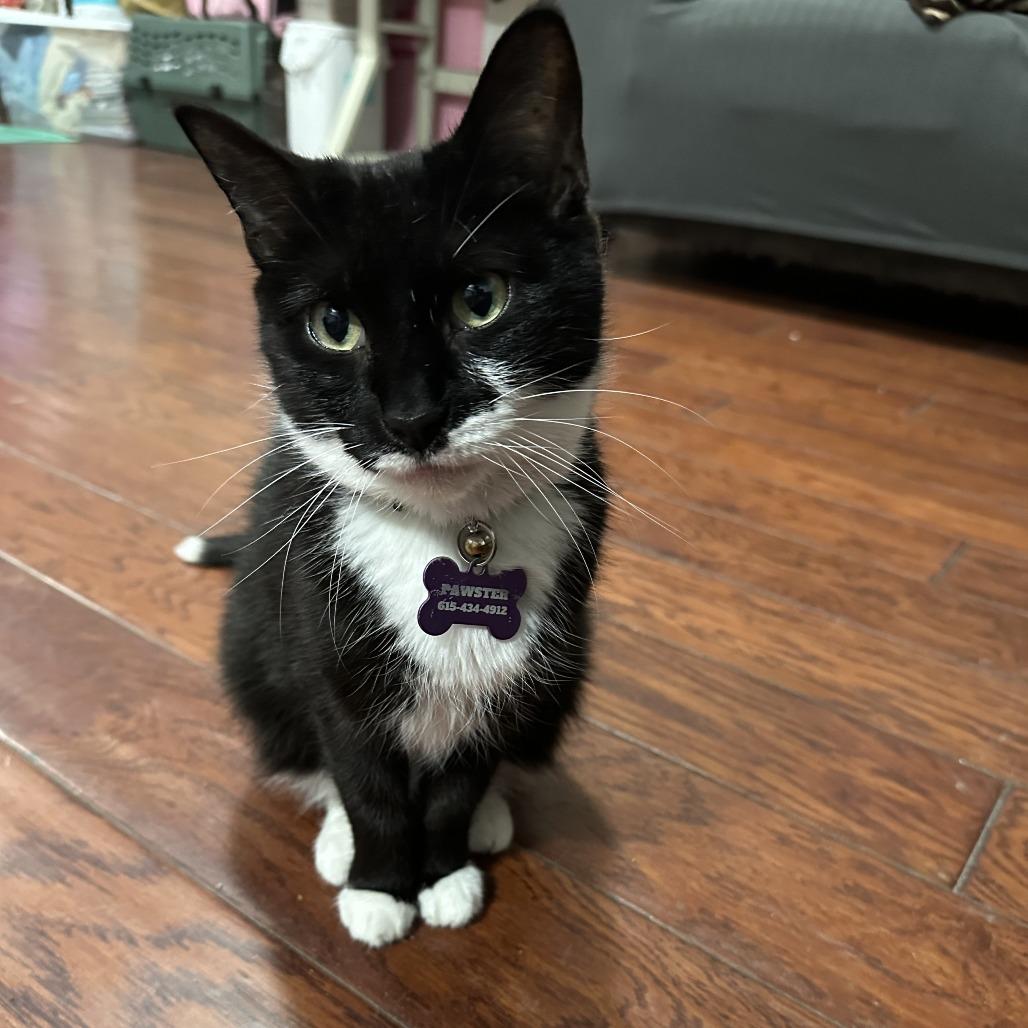 Moviestar (bonded with Baby JonJon), Adoptable, Senior Female Norwegian Forest Cat & Norwegian Forest Cat.
