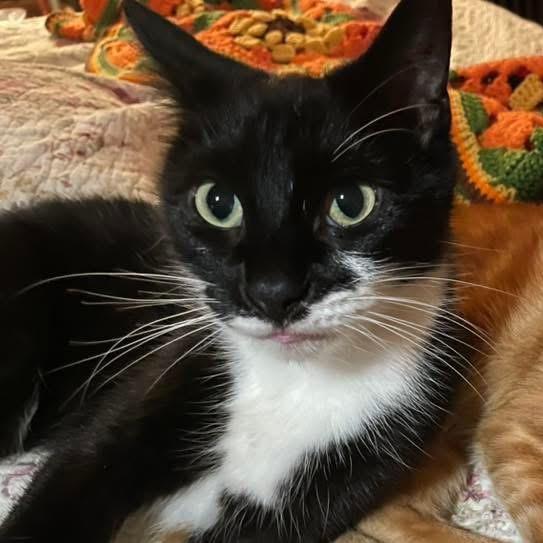 Moviestar, Adoptable, Senior Female Norwegian Forest Cat & Norwegian Forest Cat.