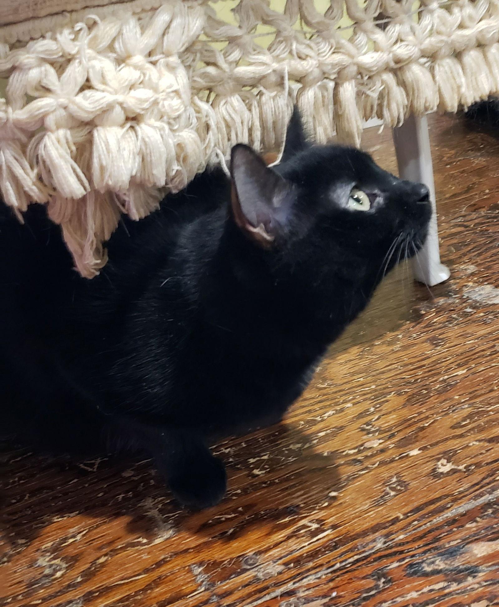 Denim, a Adoptable Domestic Short Hair in Westminster, MD image 1/3
