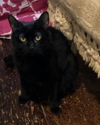 Denim, a Adoptable Domestic Short Hair in Westminster, MD image 2/3