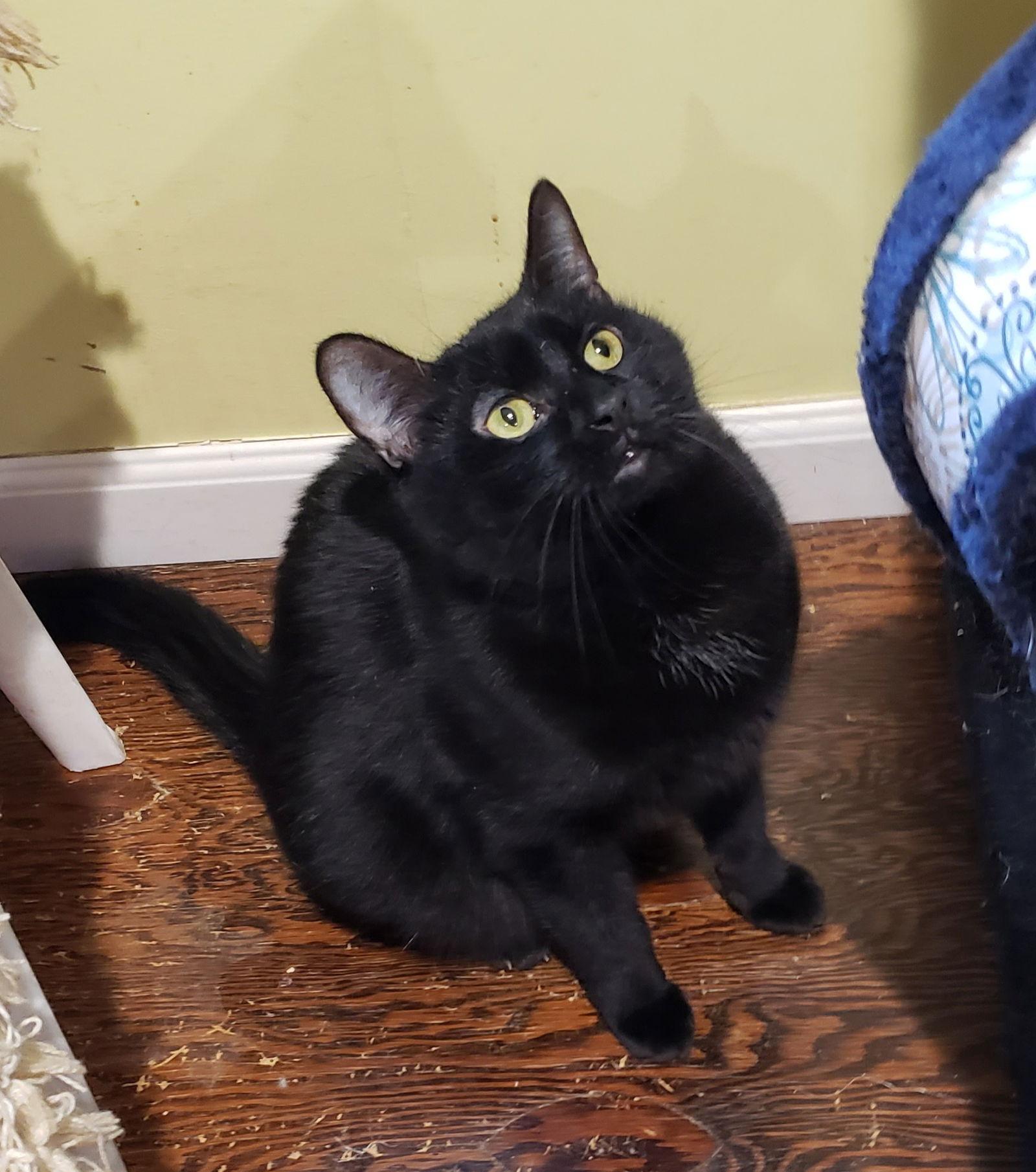 Denim, a Adoptable Domestic Short Hair in Westminster, MD image 3/3