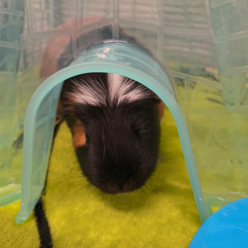 Spock, Adoptable, Adult Male Guinea Pig & Guinea Pig.
