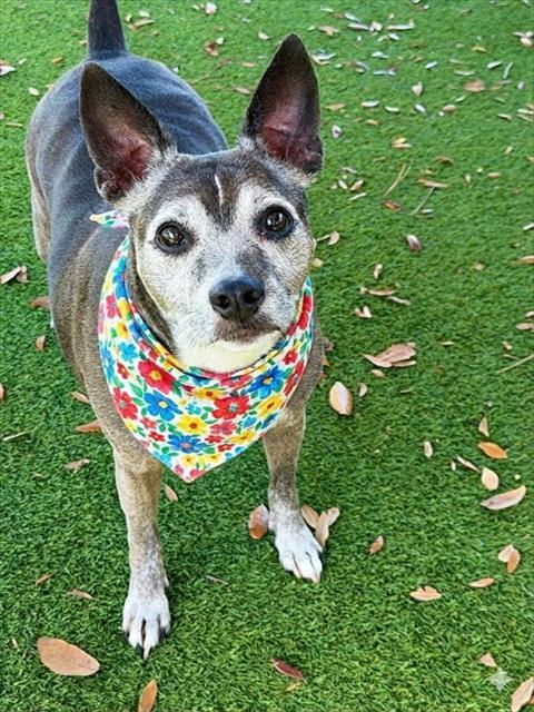 BLOSSOM, Adoptable, Adult Female Terrier.