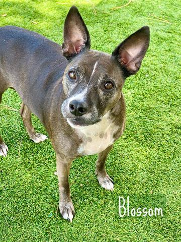 Enlarge BLOSSOM, a Adoptable Terrier in Fort Myers, FL image 1/1