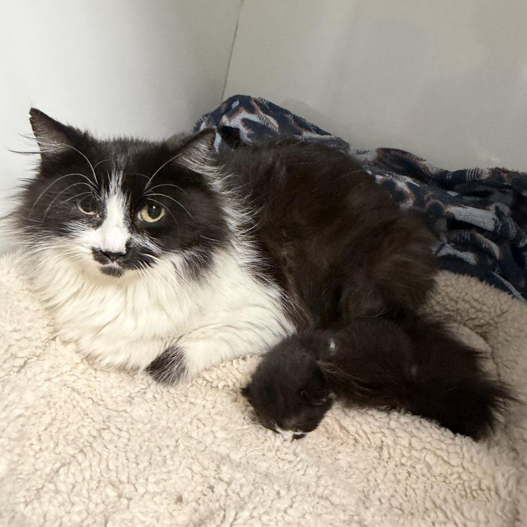Queen Clarisse, Adoptable, Adult Female Domestic Long Hair.
