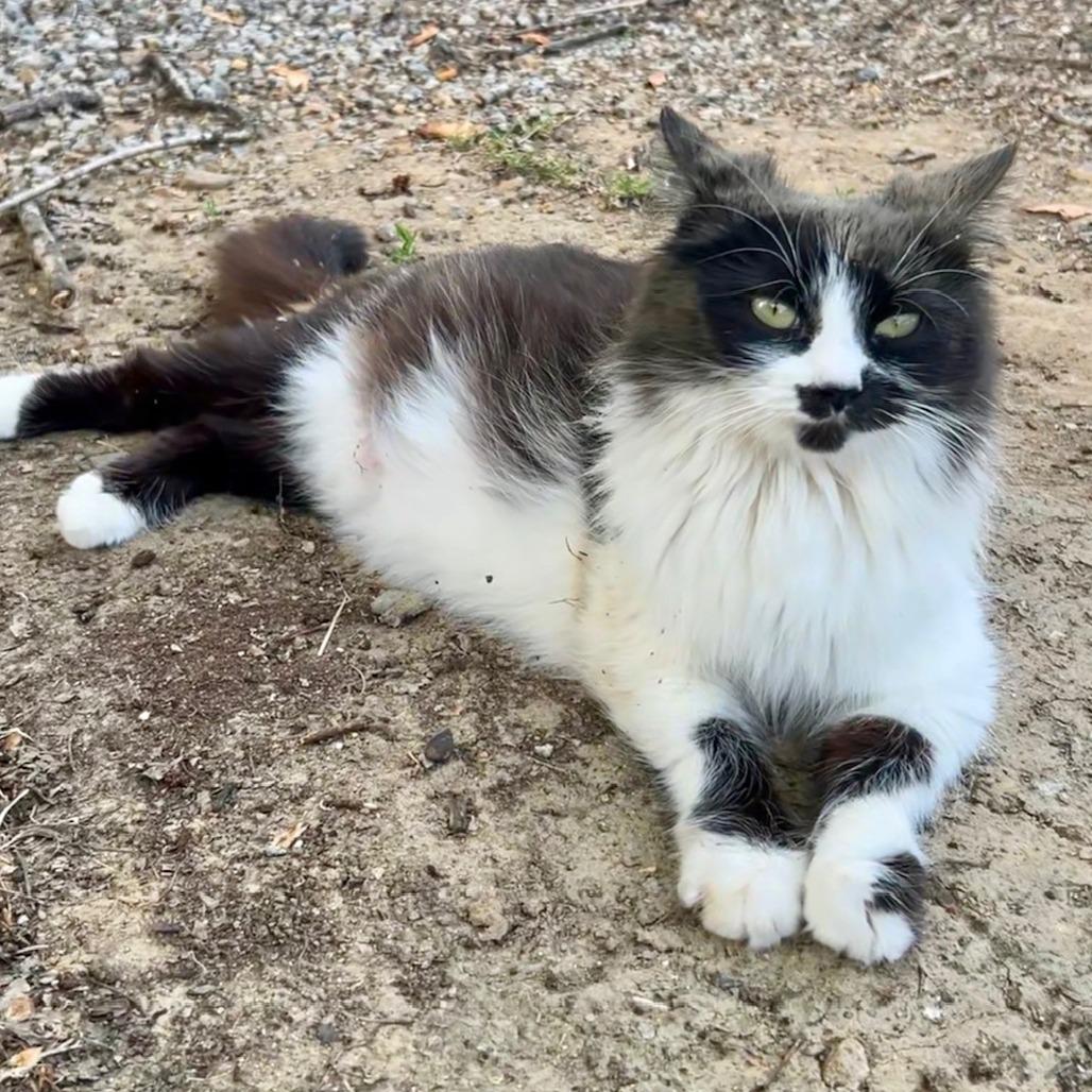 Queen Clarisse, a Adoptable Domestic Long Hair in Normal, IL image 2/3