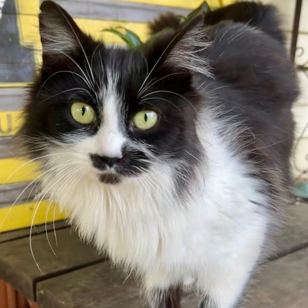 Queen Clarisse, a Adoptable Domestic Long Hair in Normal, IL image 3/3