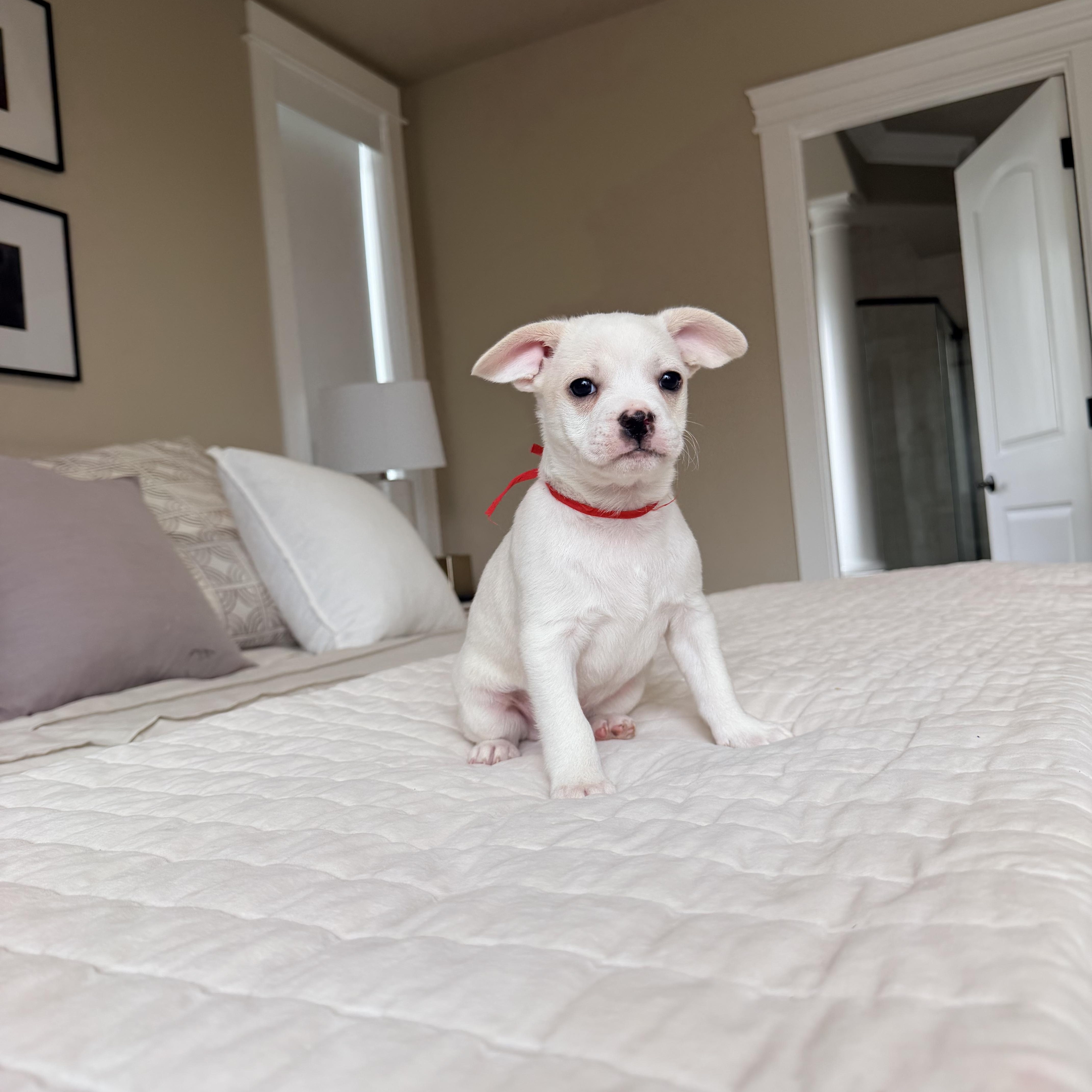 Enlarge Biscuit , a ADOPTABLE mixed breed in Bonney Lake, WA image 4/5