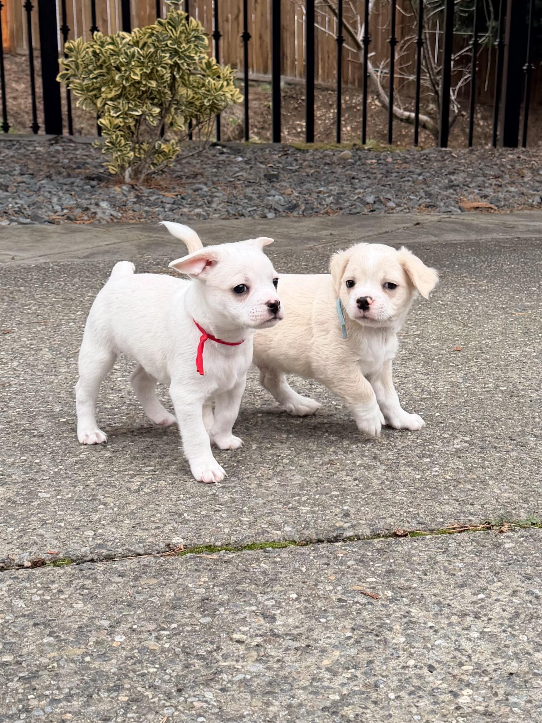 Enlarge Biscuit , a ADOPTABLE mixed breed in Bonney Lake, WA image 5/5