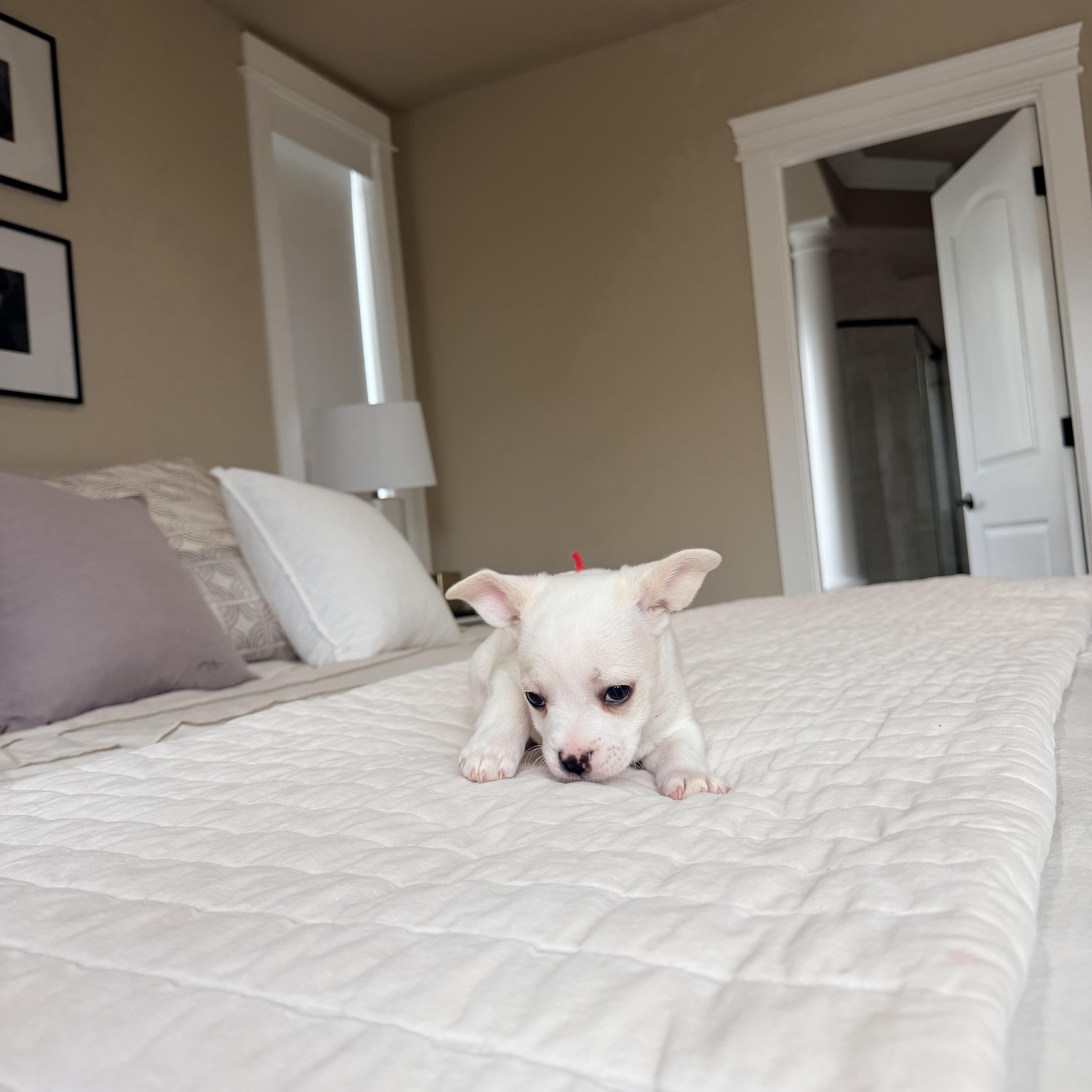 Enlarge Biscuit , a ADOPTABLE mixed breed in Bonney Lake, WA image 3/5