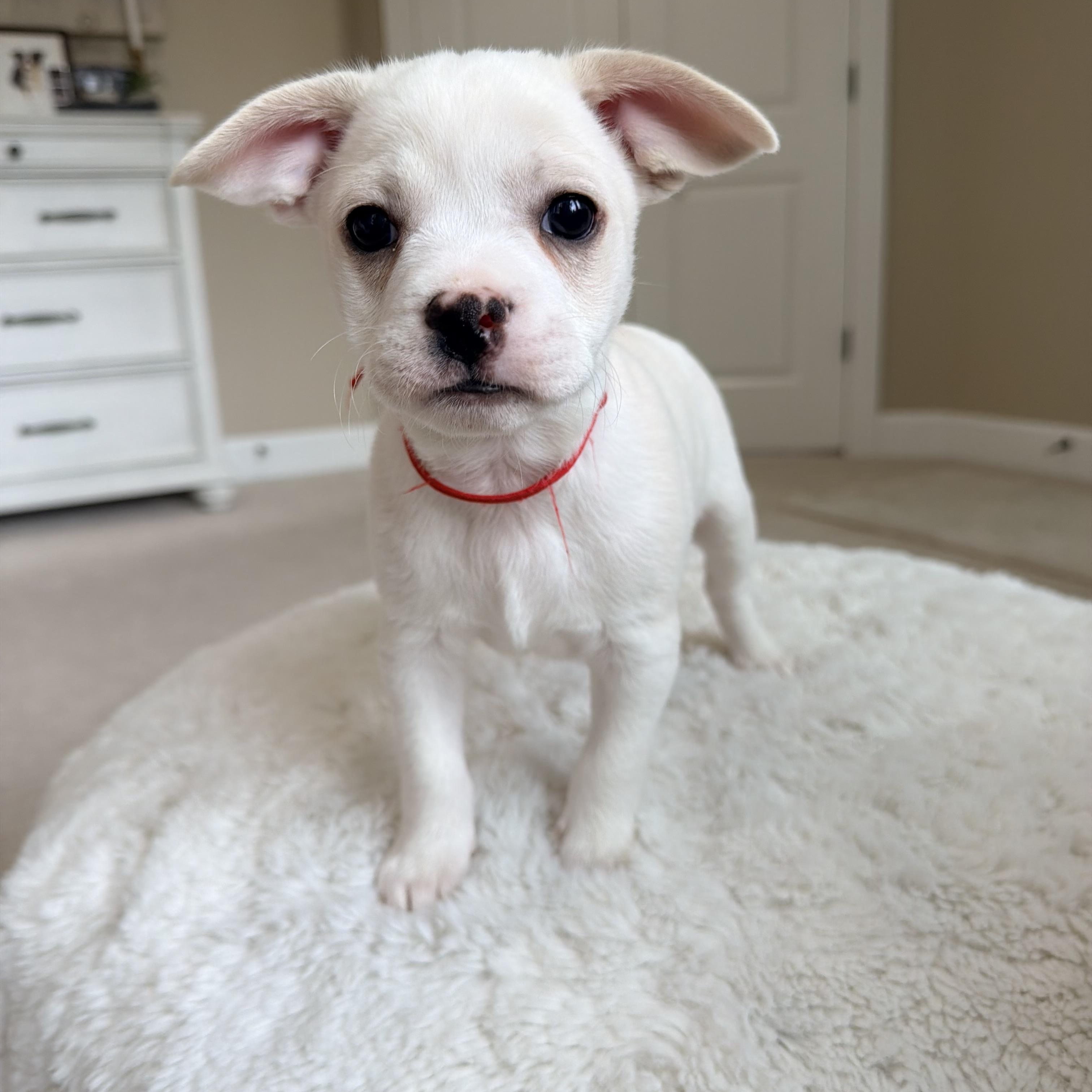 Enlarge Biscuit , a ADOPTABLE mixed breed in Bonney Lake, WA image 2/5