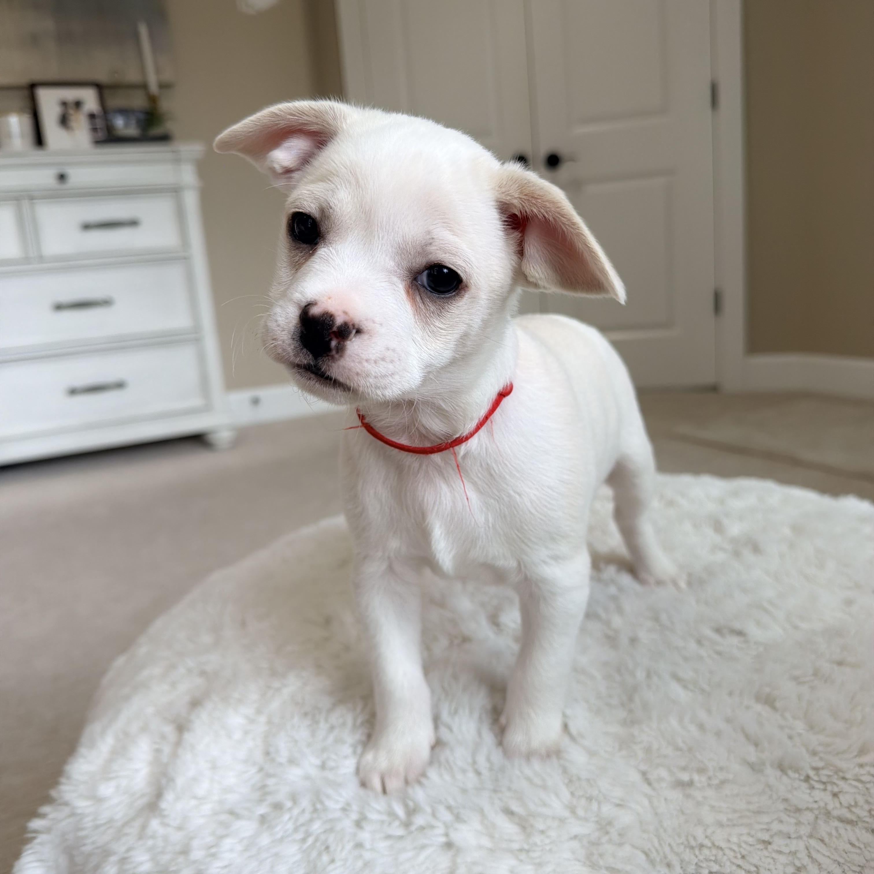 Biscuit , ADOPTABLE, Puppy Male French Bulldog & Chihuahua.