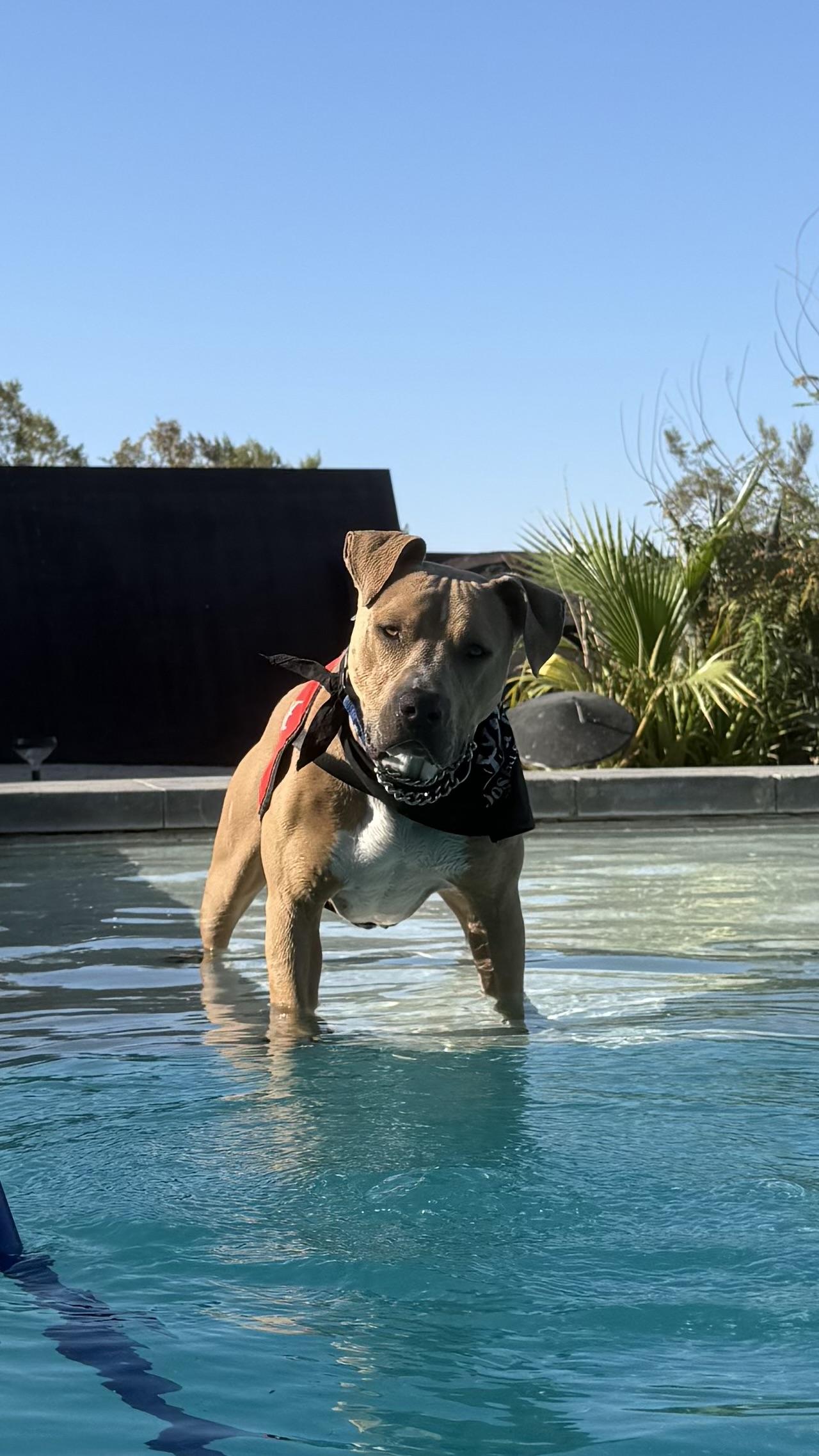 Enlarge SPURS, a ADOPTABLE mixed breed in Joshua Tree, CA image 4/4