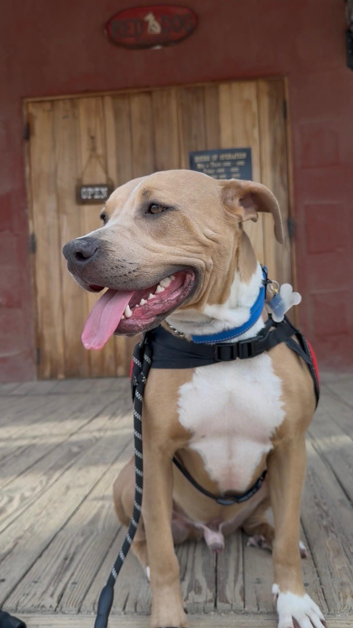SPURS, ADOPTABLE, Young Male Yellow Labrador Retriever & American Staffordshire Terrier.