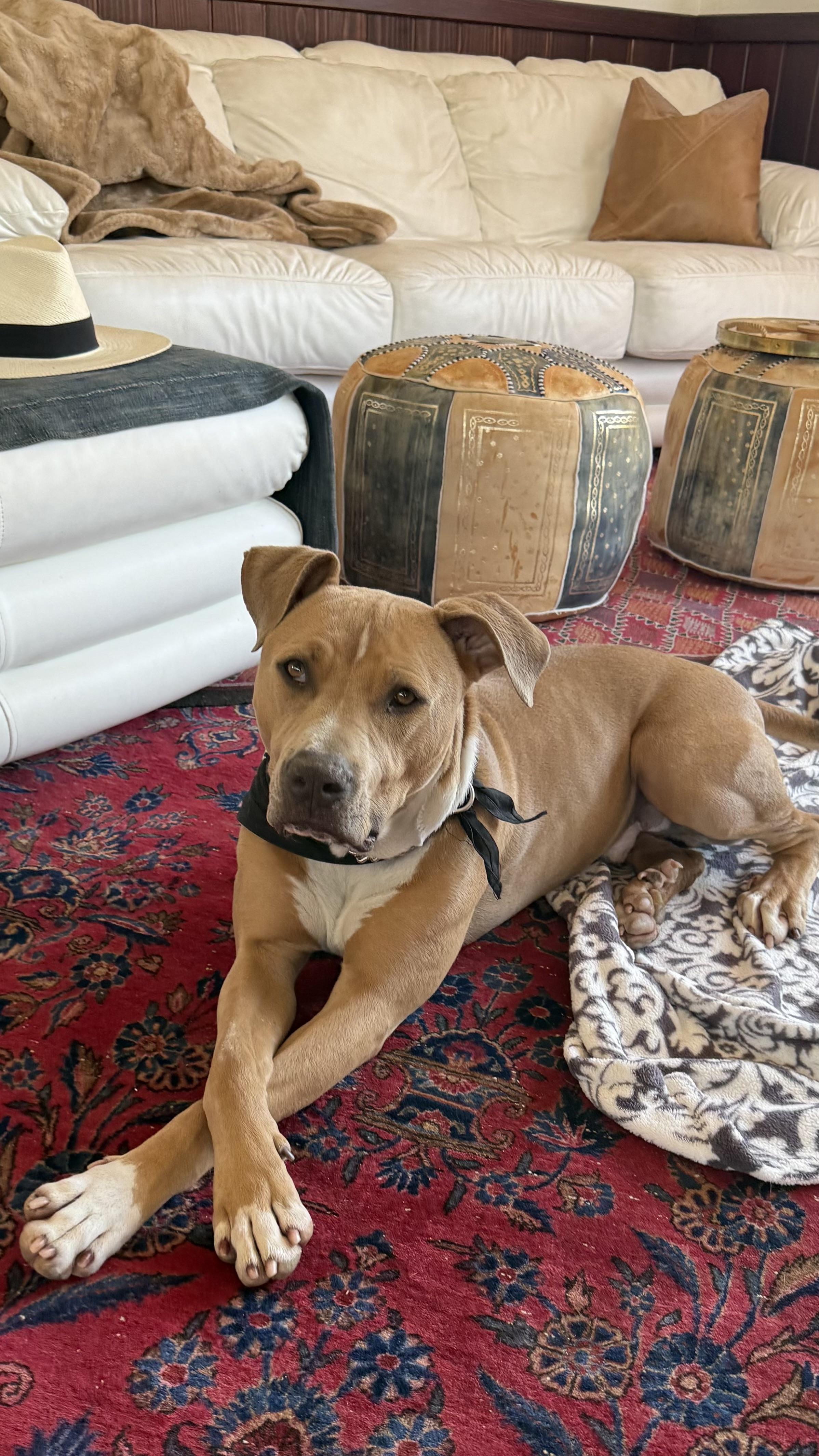 Enlarge SPURS, a ADOPTABLE mixed breed in Joshua Tree, CA image 2/4