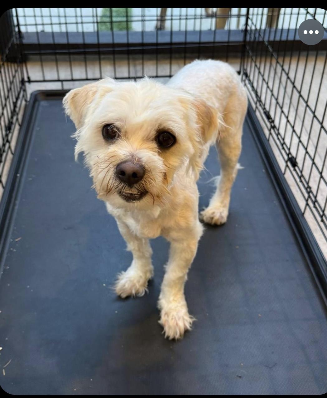 Dobby, adoptable, Adult Male Terrier.