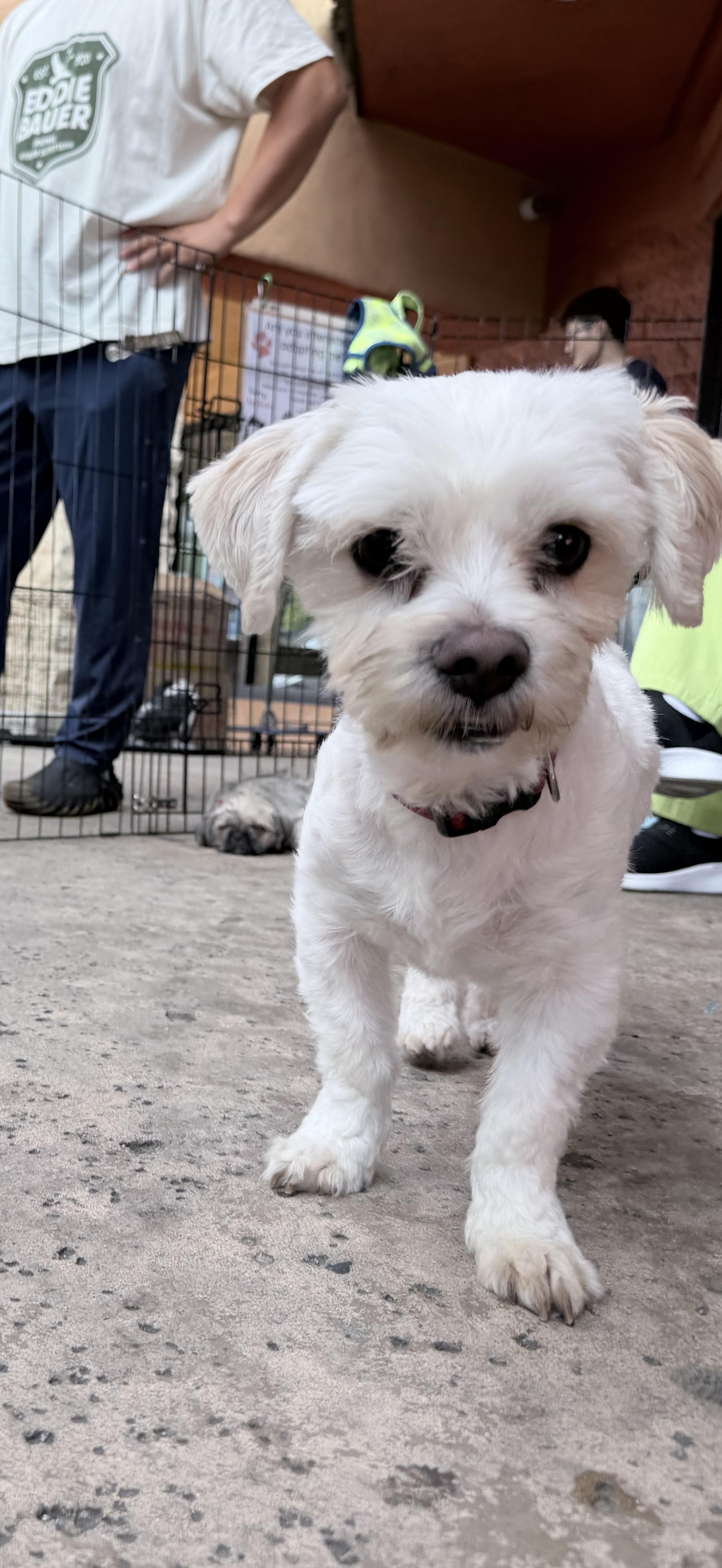 Dobby, an adoptable mixed breed in Van Nuys, CA image 2/2