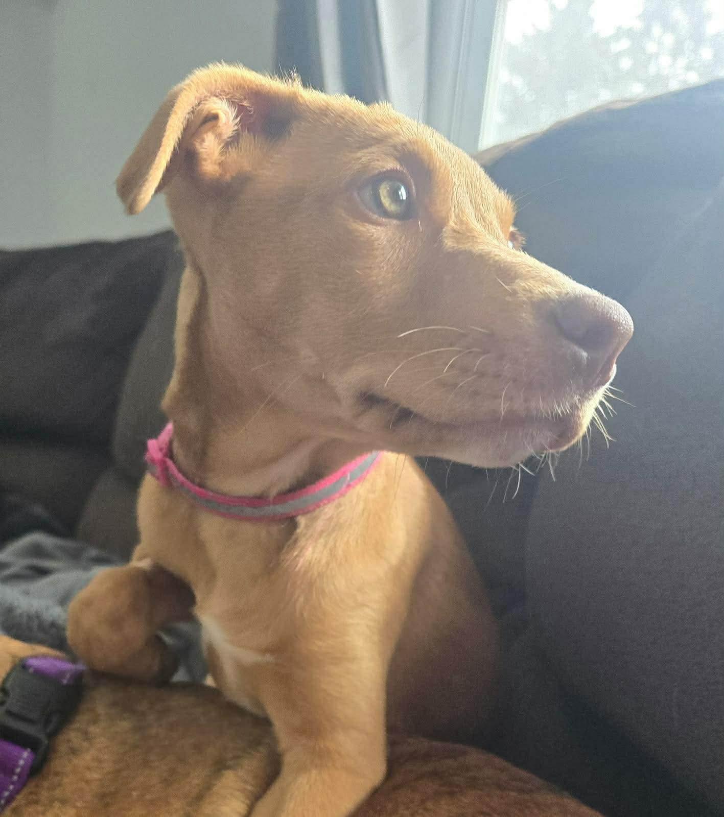 Rachel, Adoptable, Young Female Pit Bull Terrier.