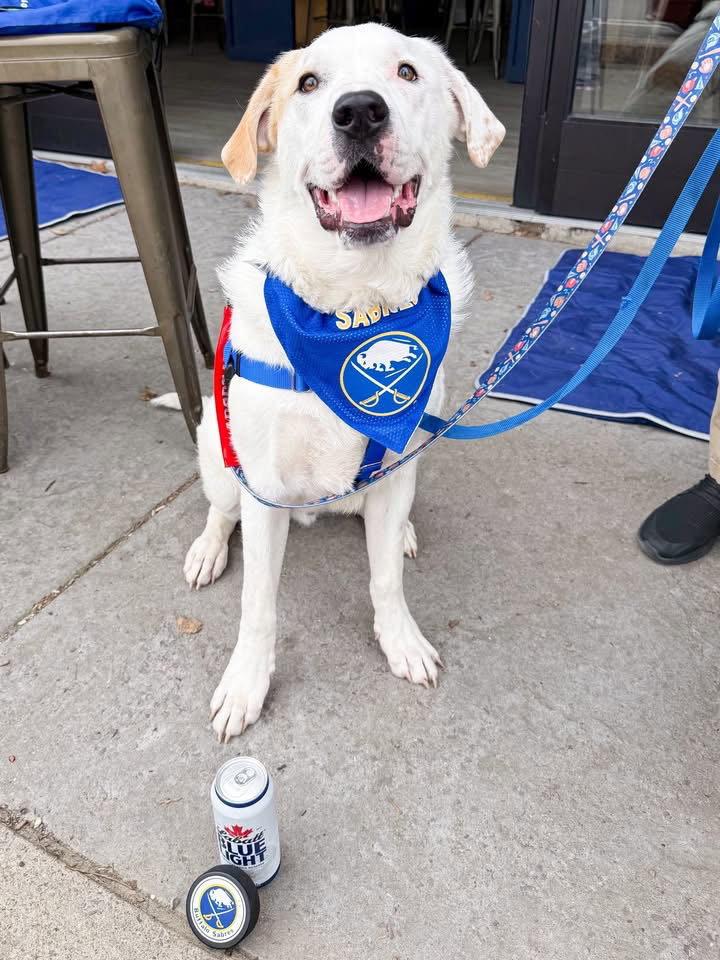 Bo, Adoptable, Young Male Labrador Retriever & Great Pyrenees.