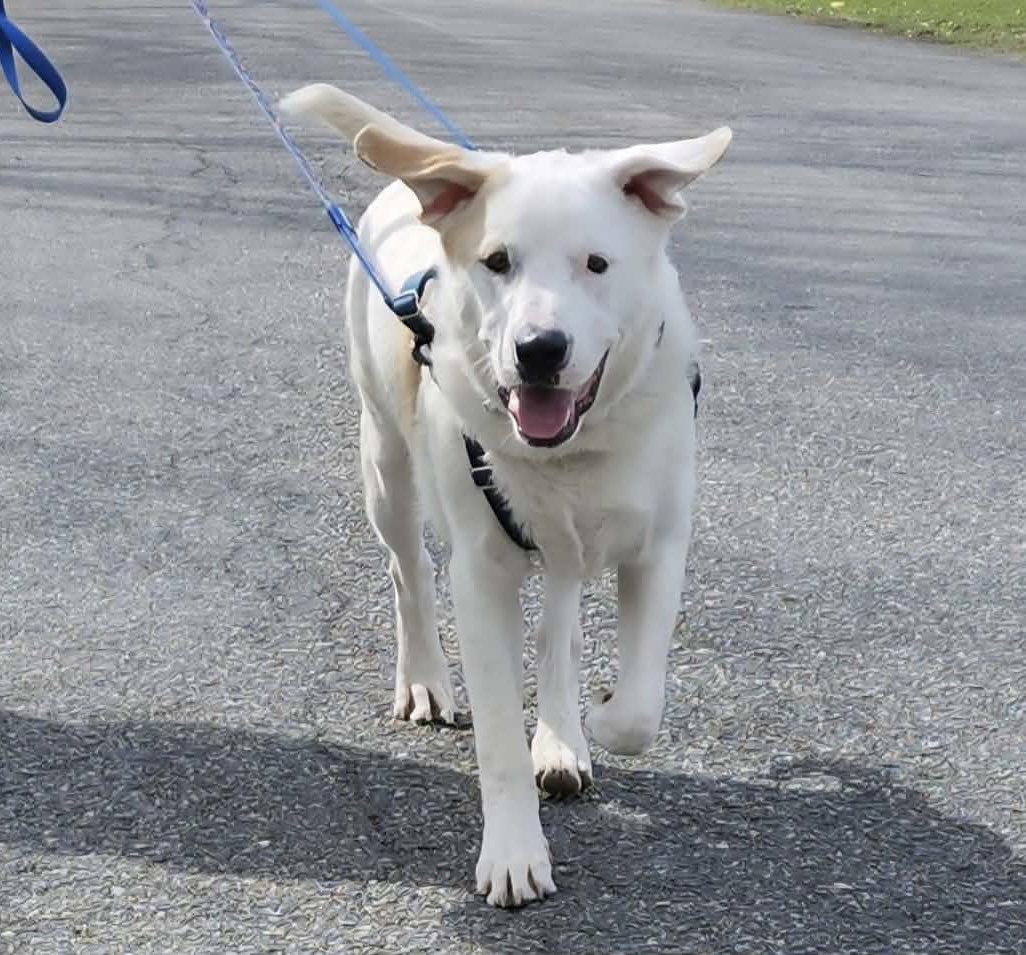 Enlarge Bo, a Adoptable mixed breed in Springville, NY image 2/3