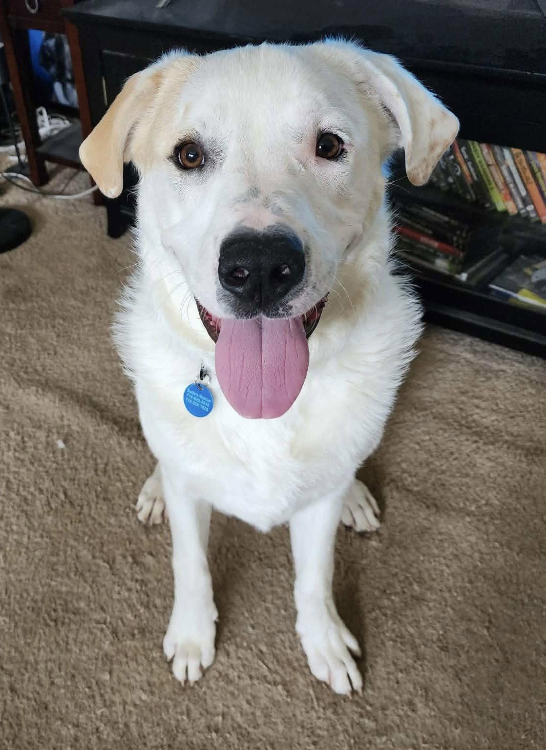 Enlarge Bo, a Adoptable mixed breed in Springville, NY image 3/3