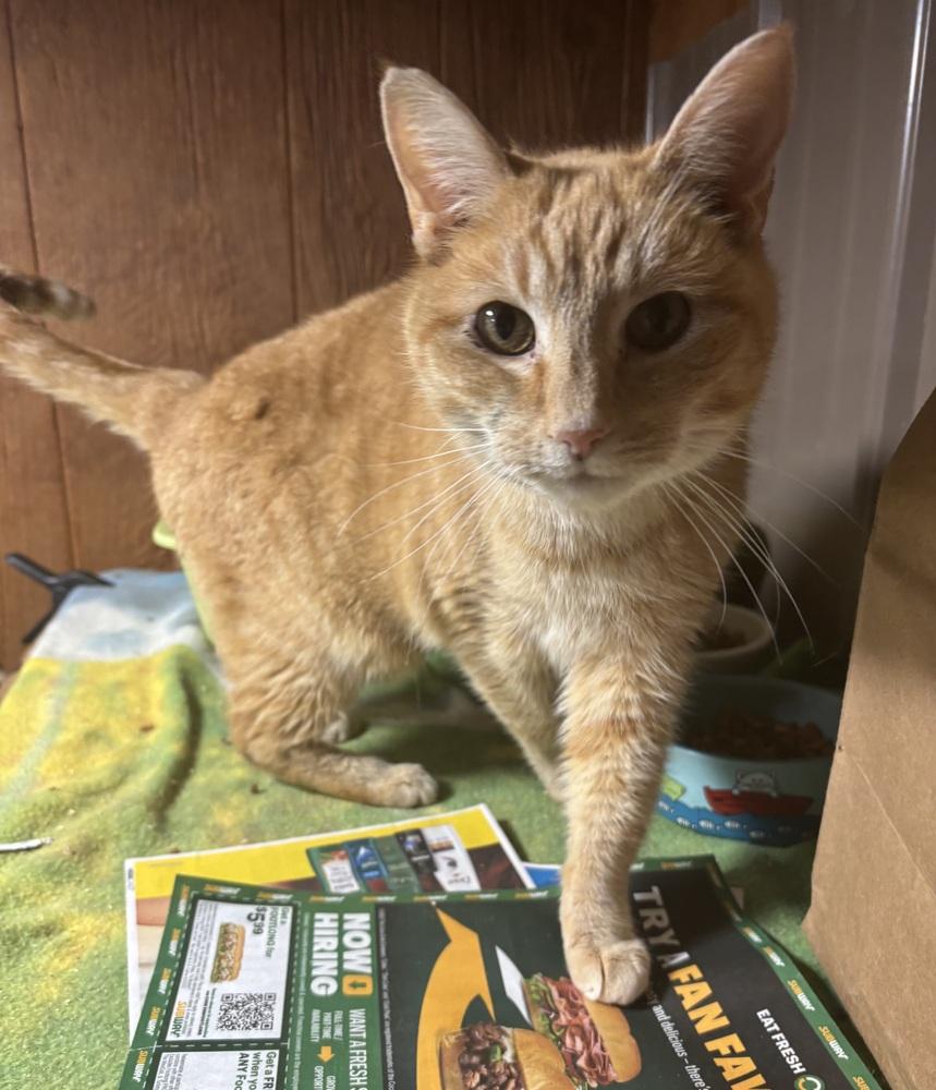 GINGER, Adoptable, Adult Female Domestic Short Hair.