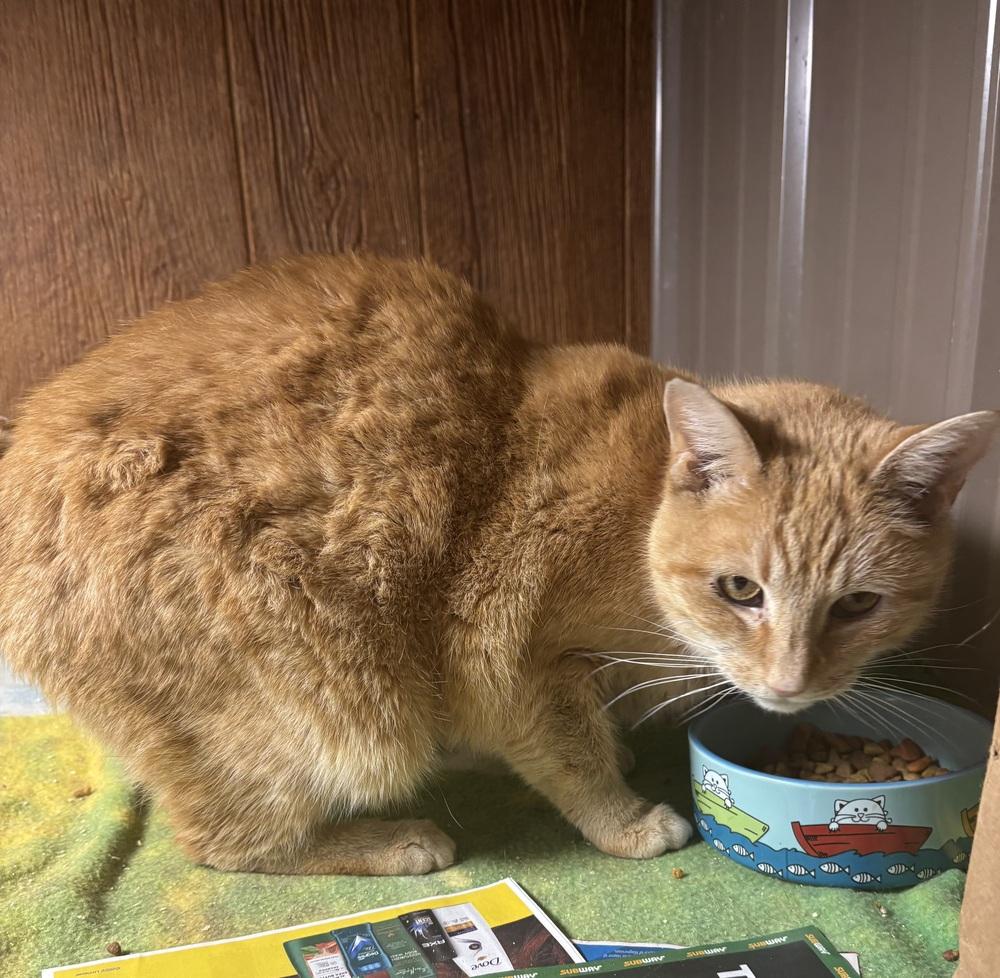 Enlarge GINGER, a Adoptable Domestic Short Hair in New Woodstock, NY image 2/5