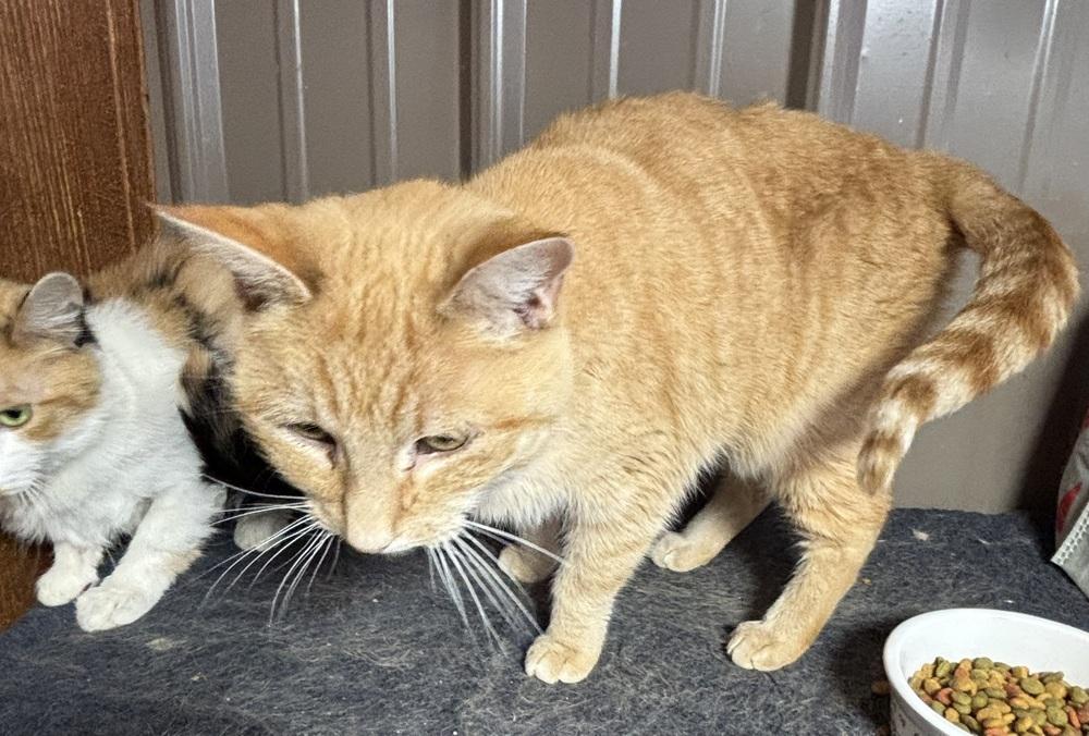 Enlarge GINGER, a Adoptable Domestic Short Hair in New Woodstock, NY image 3/5