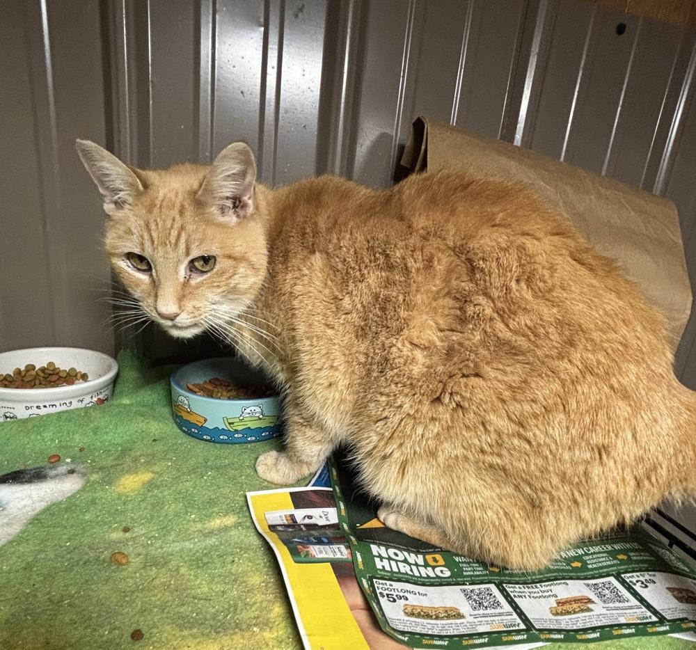 Enlarge GINGER, a Adoptable Domestic Short Hair in New Woodstock, NY image 4/5