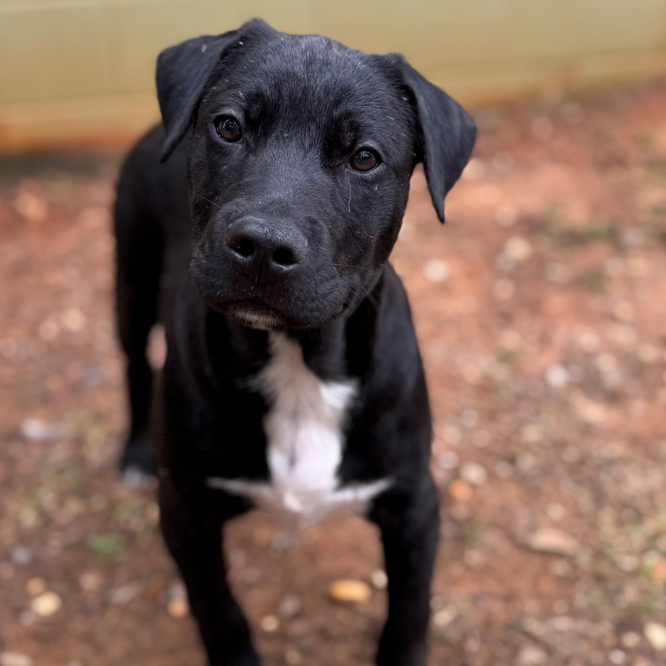 Enlarge Houston, an adopted mixed breed in Summerdale, AL image 1/1