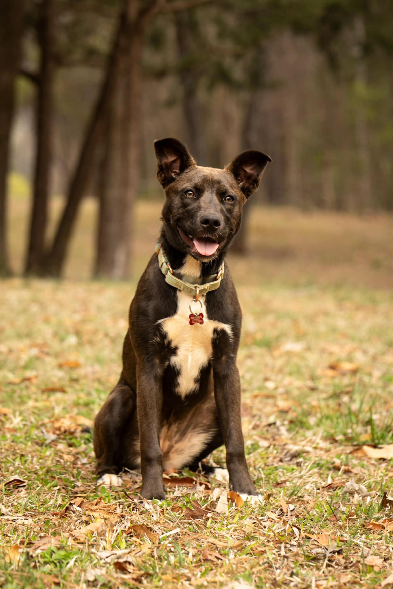 Gigi, ADOPTABLE, Puppy Female Husky & Pit Bull Terrier.