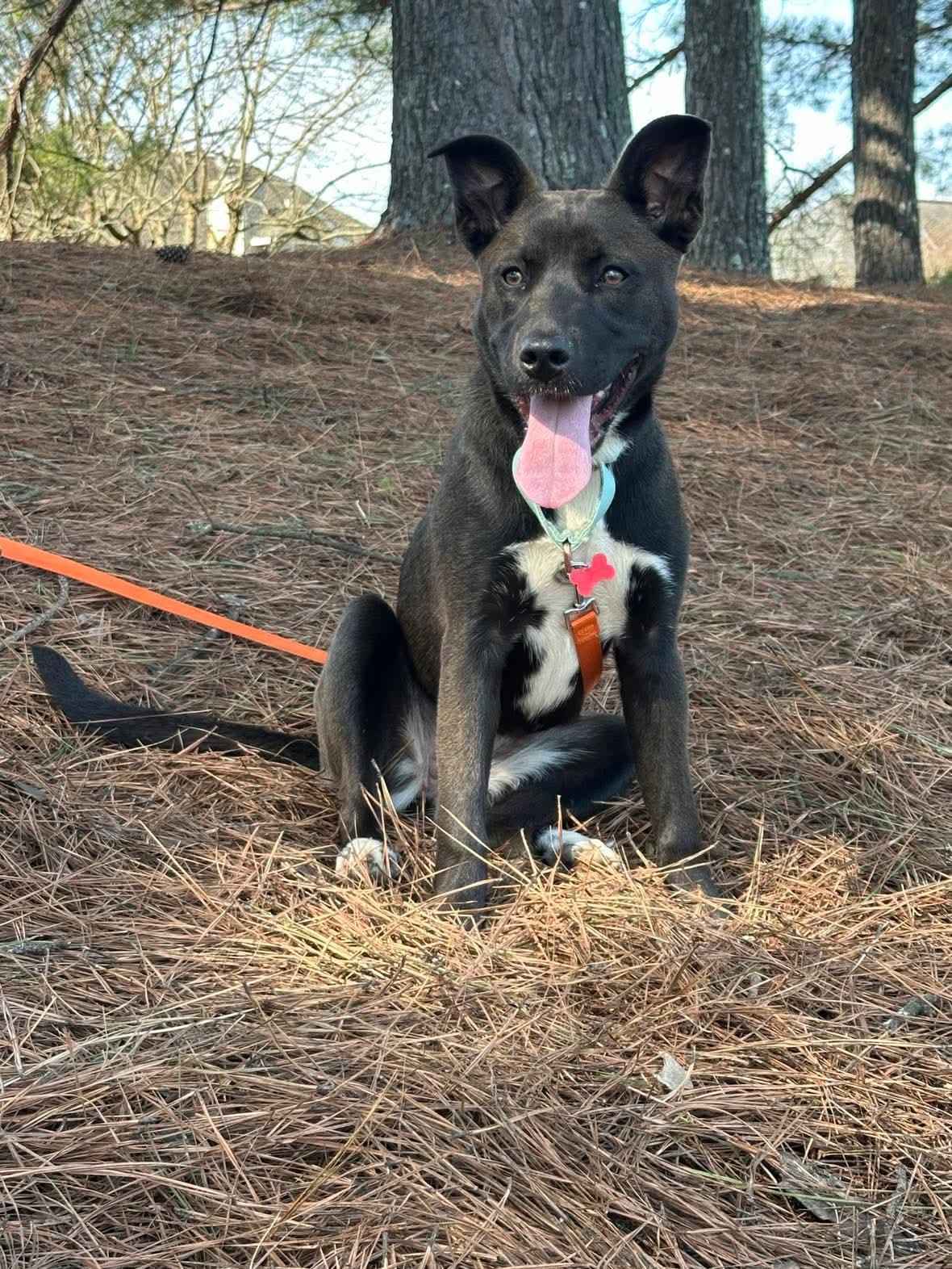 Enlarge Gigi, a ADOPTABLE mixed breed in Charlotte, NC image 4/6