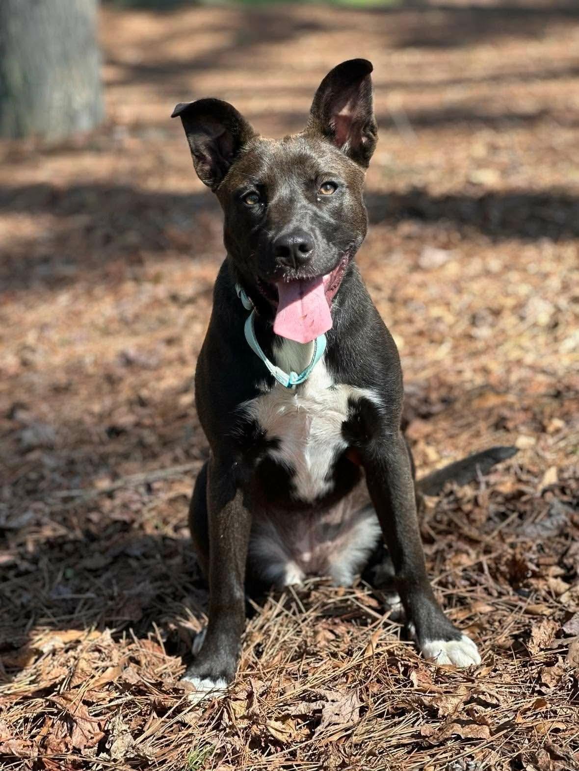 Gigi, ADOPTABLE, Puppy Female Husky & Pit Bull Terrier.