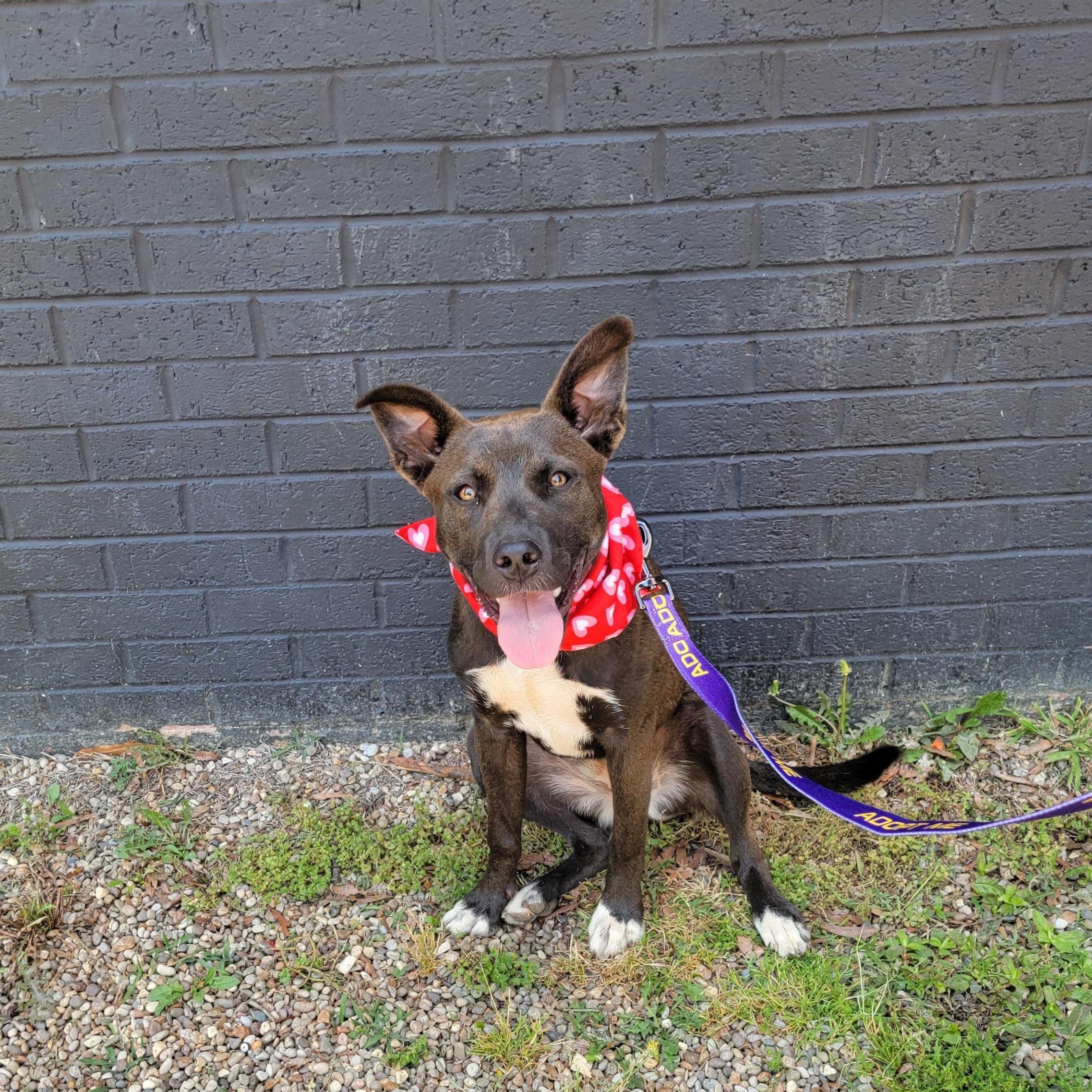 Enlarge Gigi, a ADOPTABLE mixed breed in Charlotte, NC image 6/6