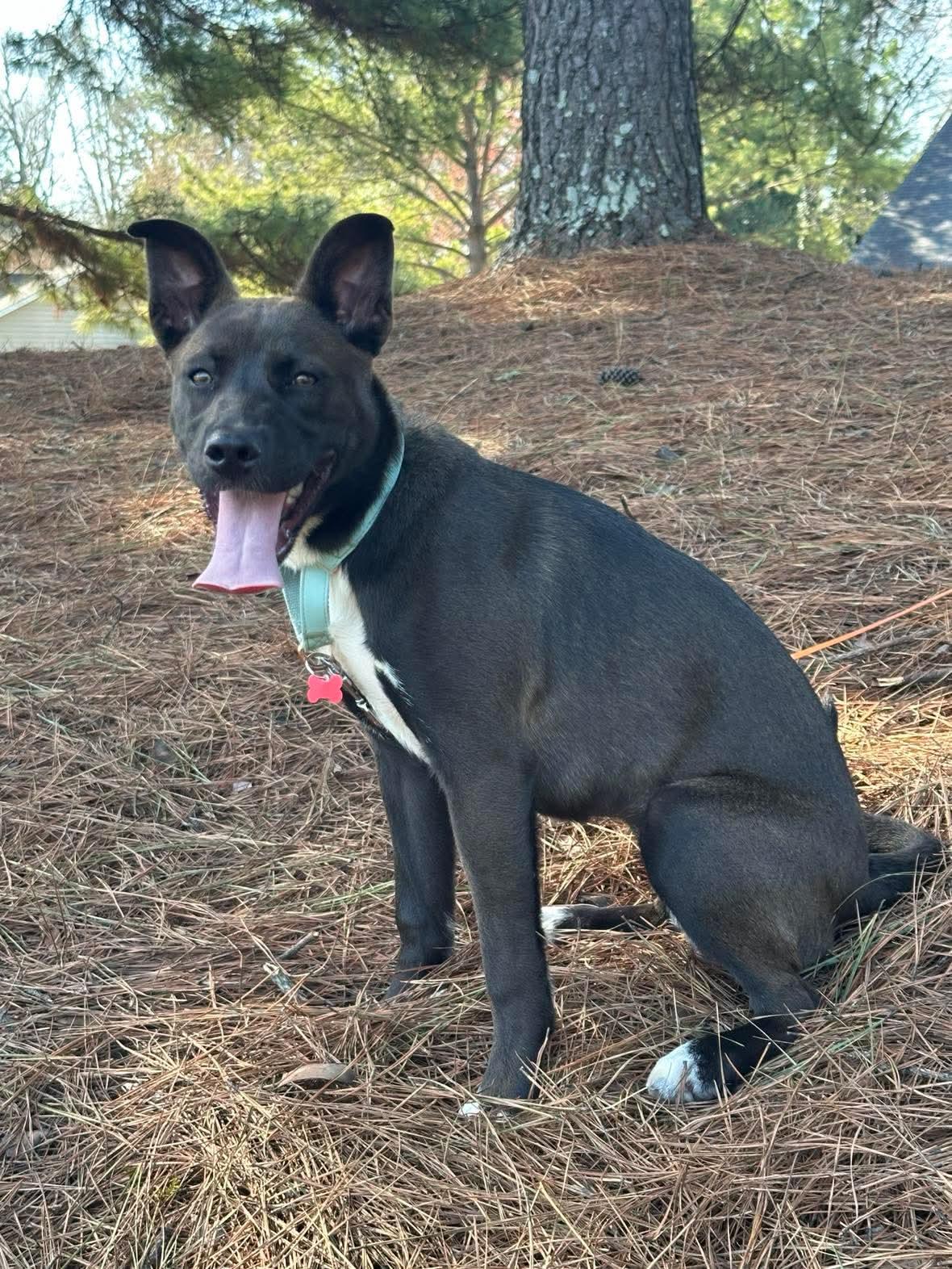 Enlarge Gigi, a ADOPTABLE mixed breed in Charlotte, NC image 5/6