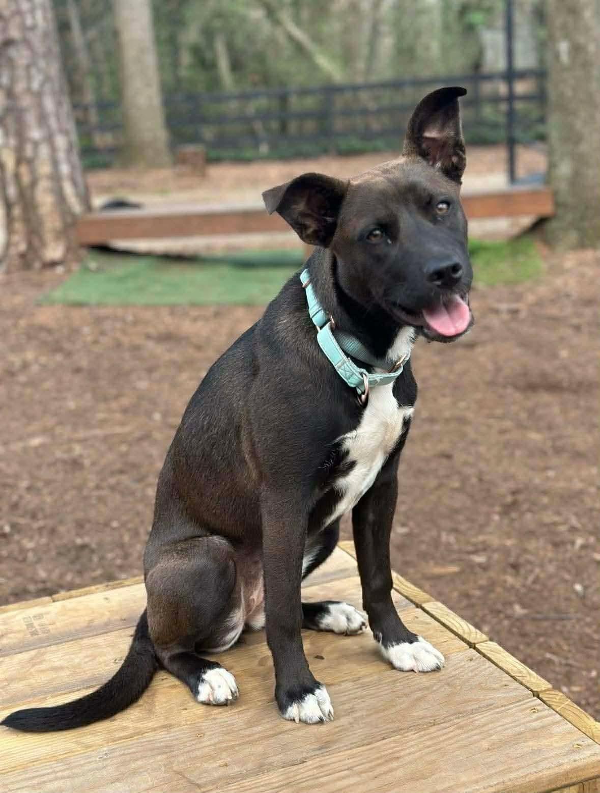 Gigi, ADOPTABLE, Puppy Female Husky & Pit Bull Terrier.